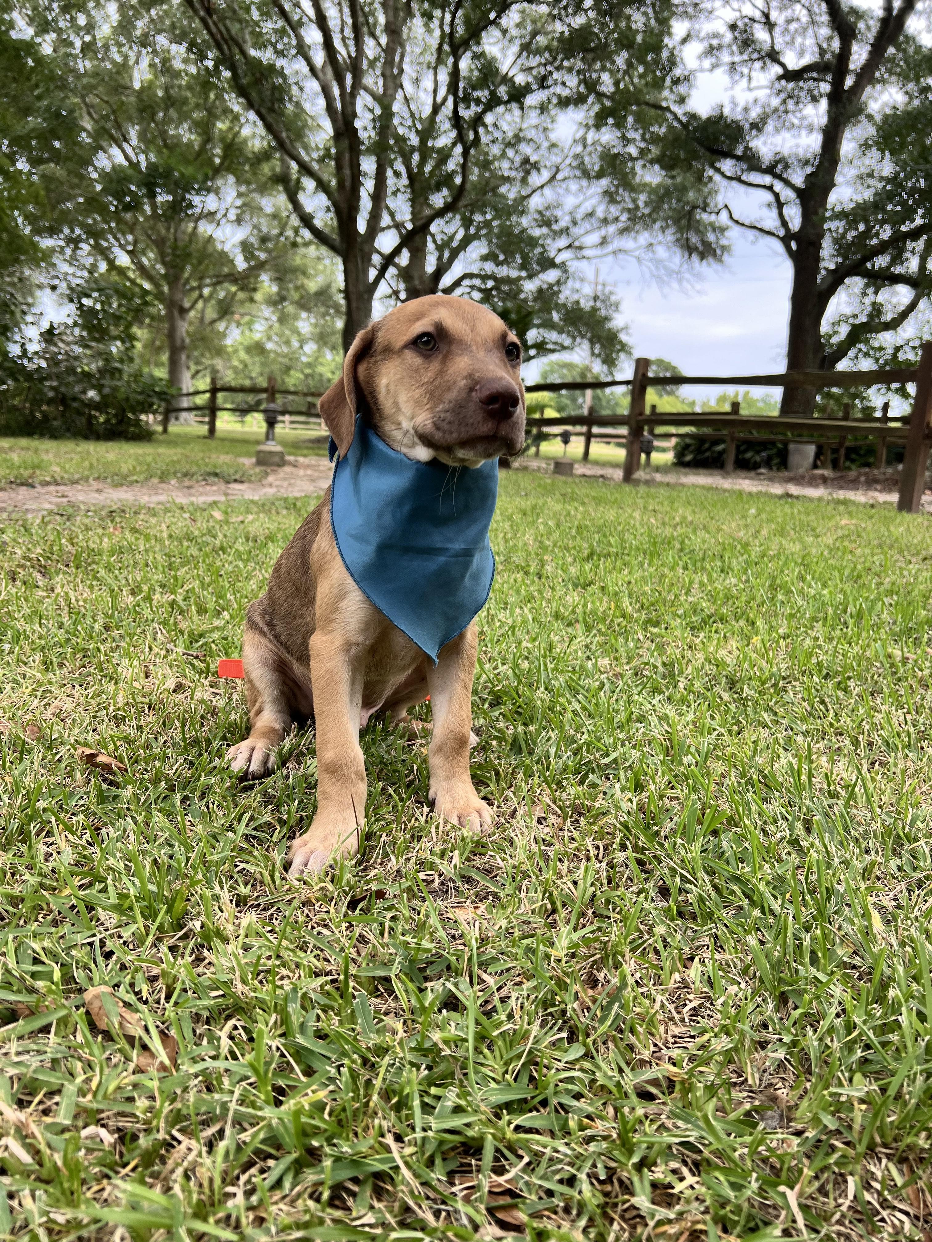 Rusty, Young Male Shepherd