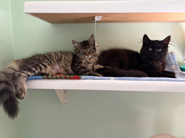 GEMMA and JEWEL, ADOPTABLE, Kitten Female Tabby & Domestic Long Hair.