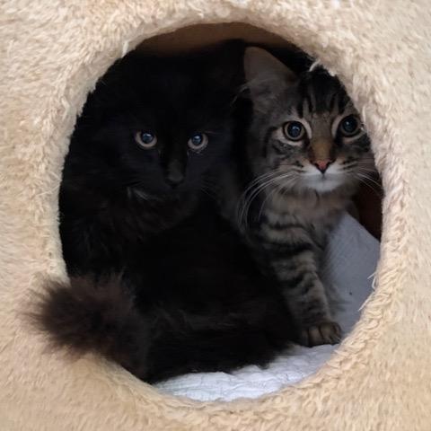 Enlarge GEMMA and JEWEL, a ADOPTABLE mixed breed in Churchville, PA image 2/6