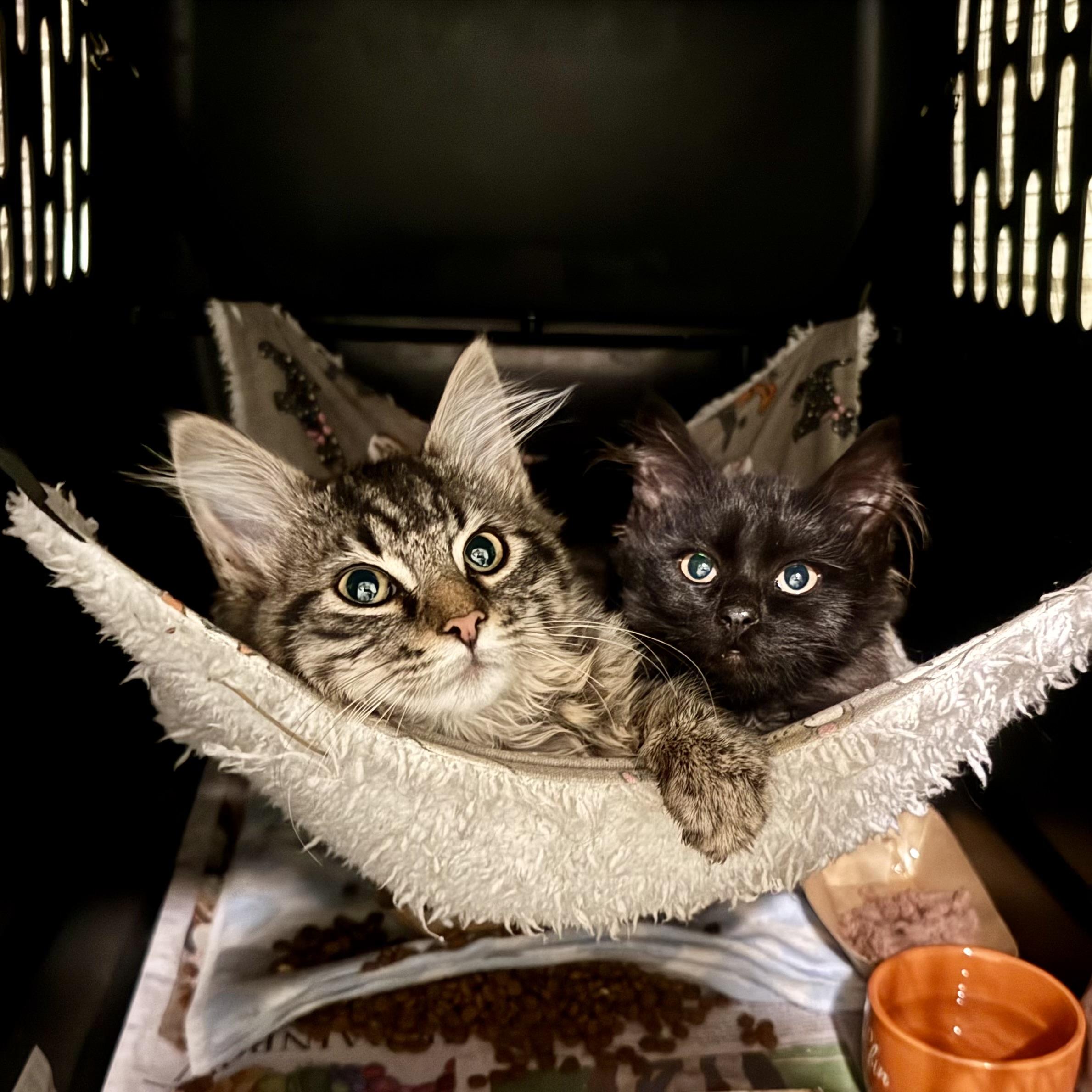 Enlarge GEMMA and JEWEL, a ADOPTABLE mixed breed in Churchville, PA image 6/6