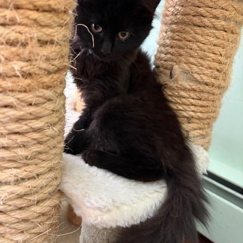 Enlarge GEMMA and JEWEL, a ADOPTABLE mixed breed in Churchville, PA image 4/6