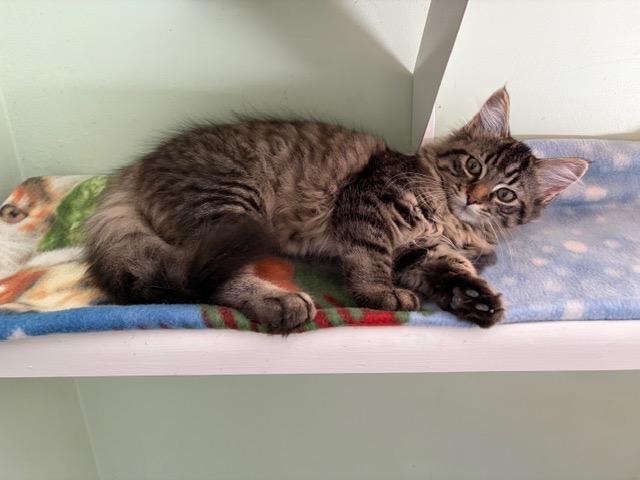 Enlarge GEMMA and JEWEL, a ADOPTABLE mixed breed in Churchville, PA image 3/6