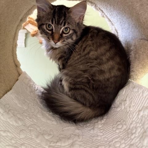 Enlarge GEMMA and JEWEL, a ADOPTABLE mixed breed in Churchville, PA image 5/6