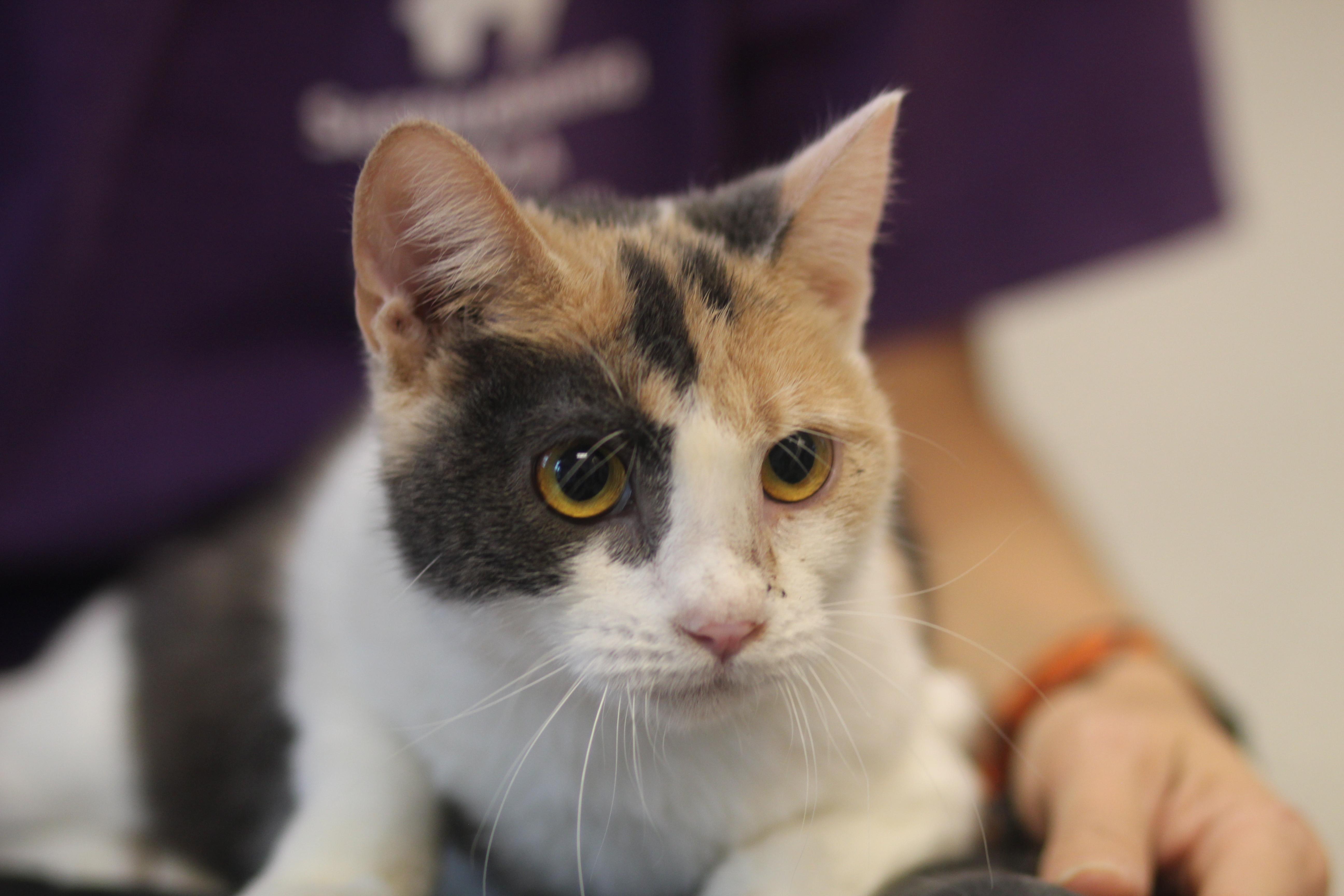 Adaline, Adoptable, Adult Female Domestic Short Hair.