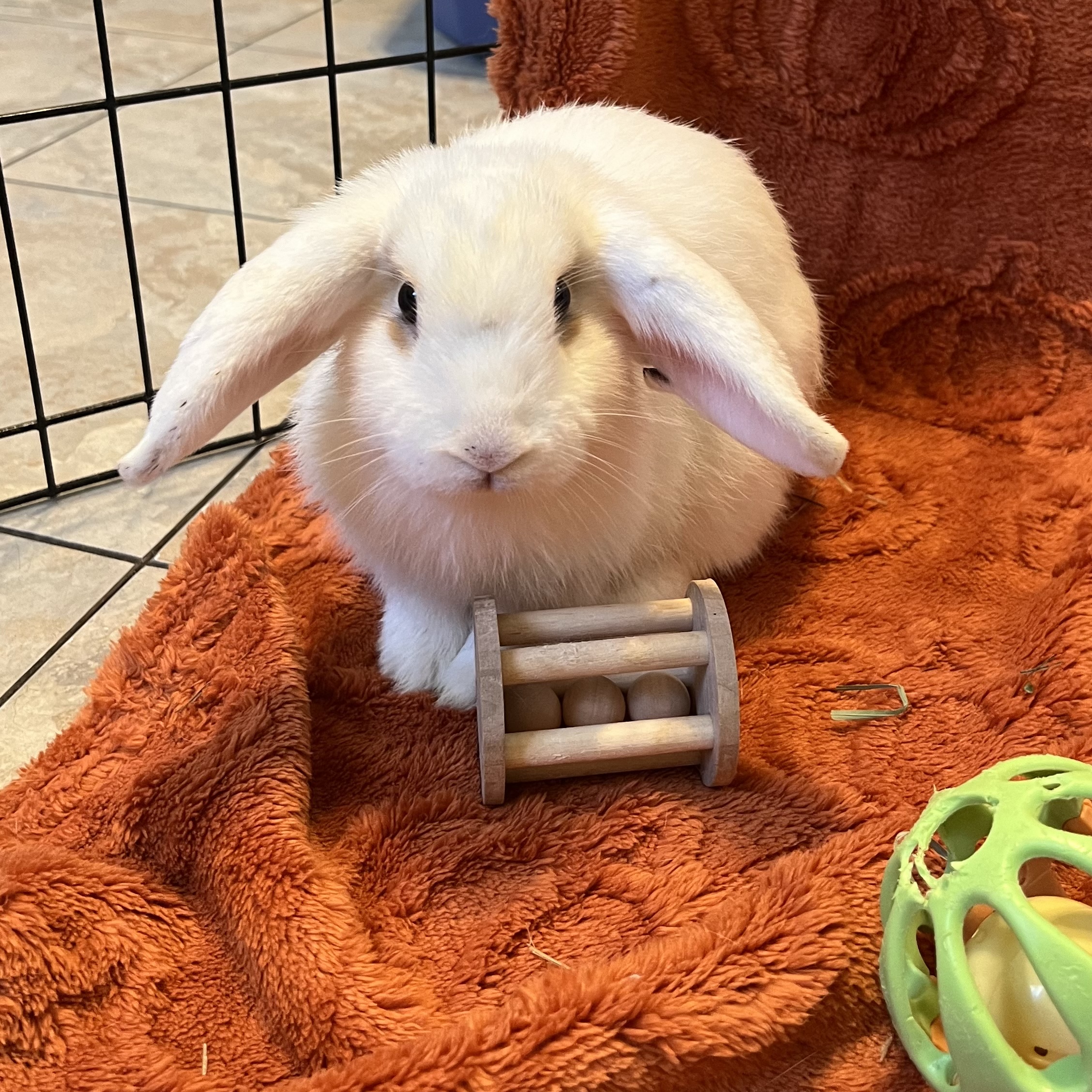 Rabbit for adoption Honeydew, a Mini Lop in Livermore, CA Petfinder
