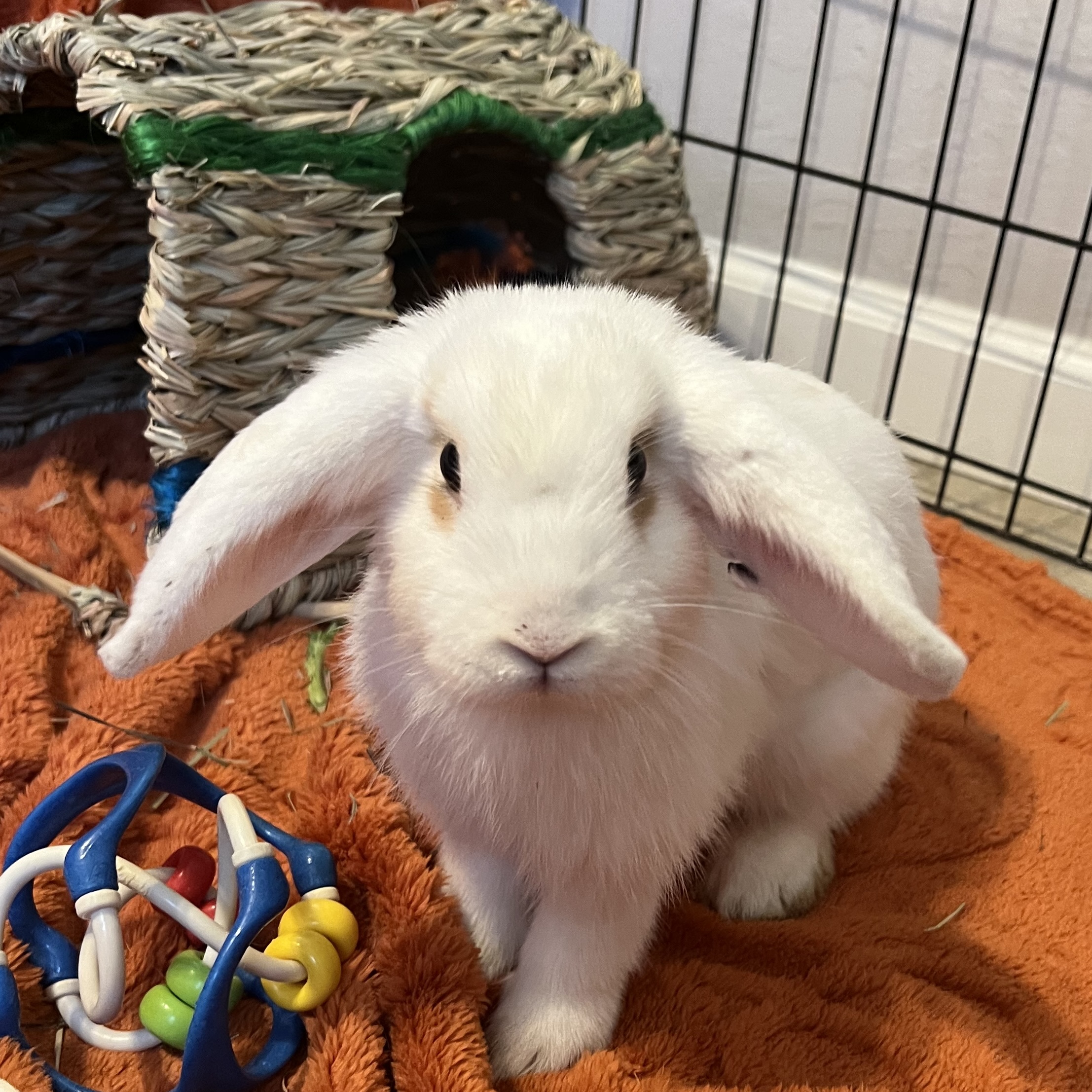Rabbit for adoption Honeydew, a Mini Lop in Livermore, CA Petfinder