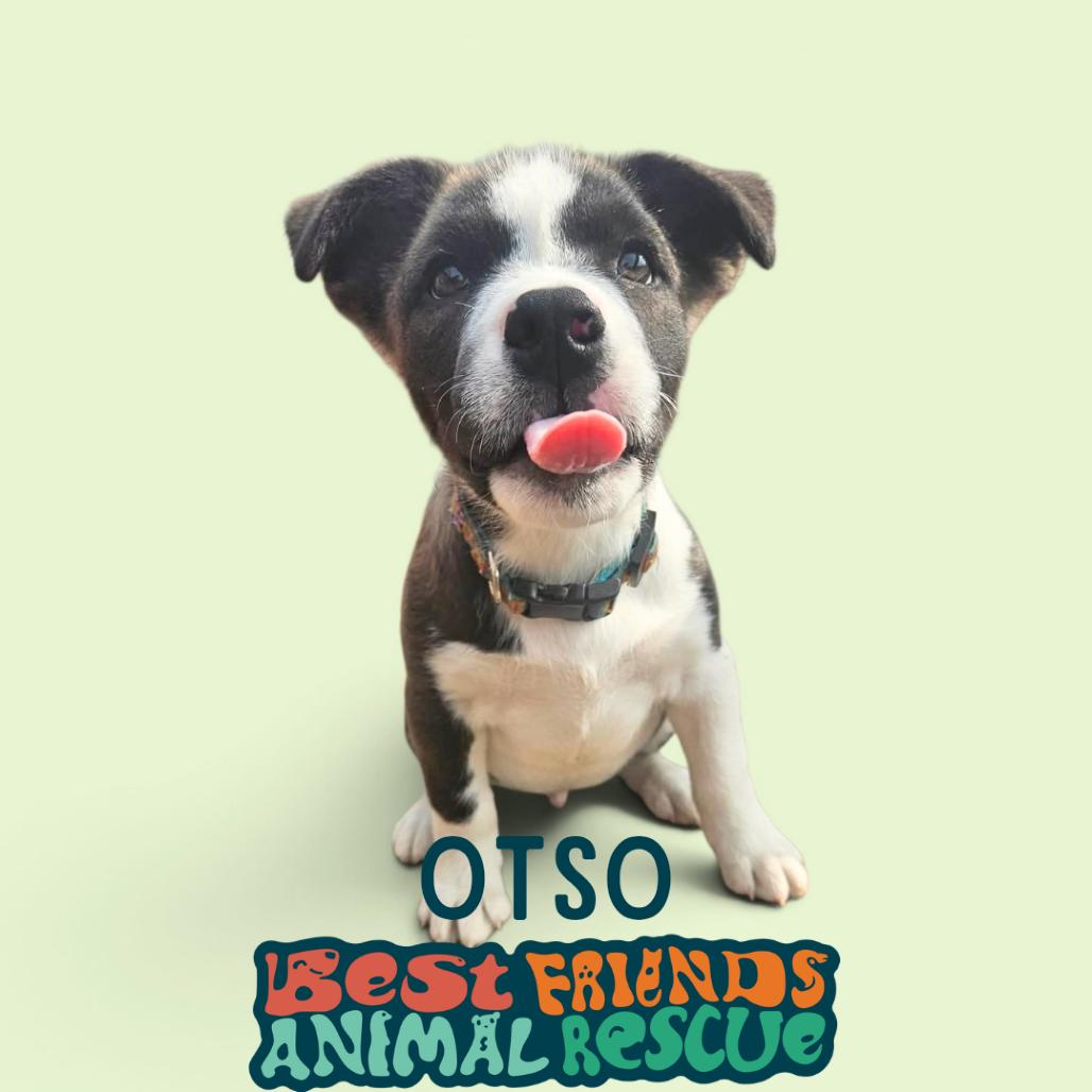 Enlarge Otso, a Adoptable Husky in Wasilla, AK image 1/3