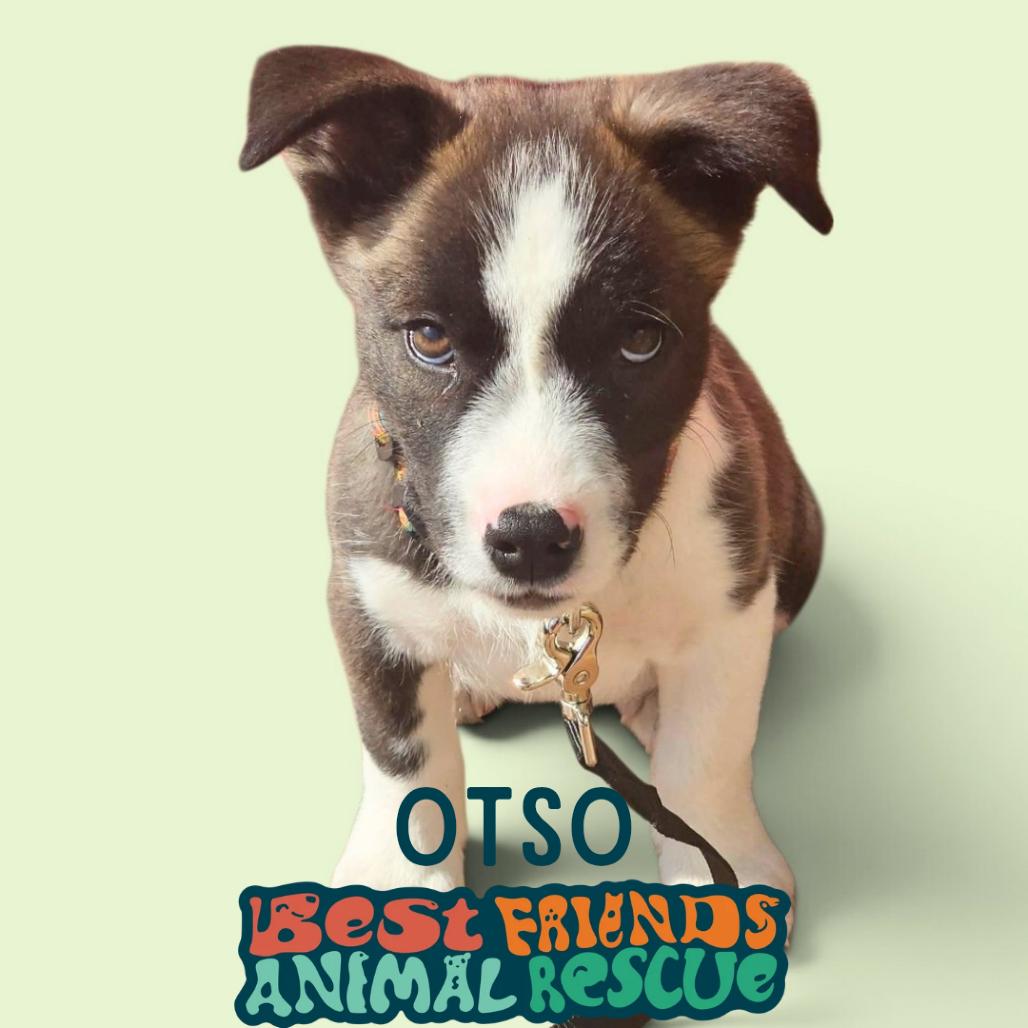 Enlarge Otso, a Adoptable Husky in Wasilla, AK image 2/3