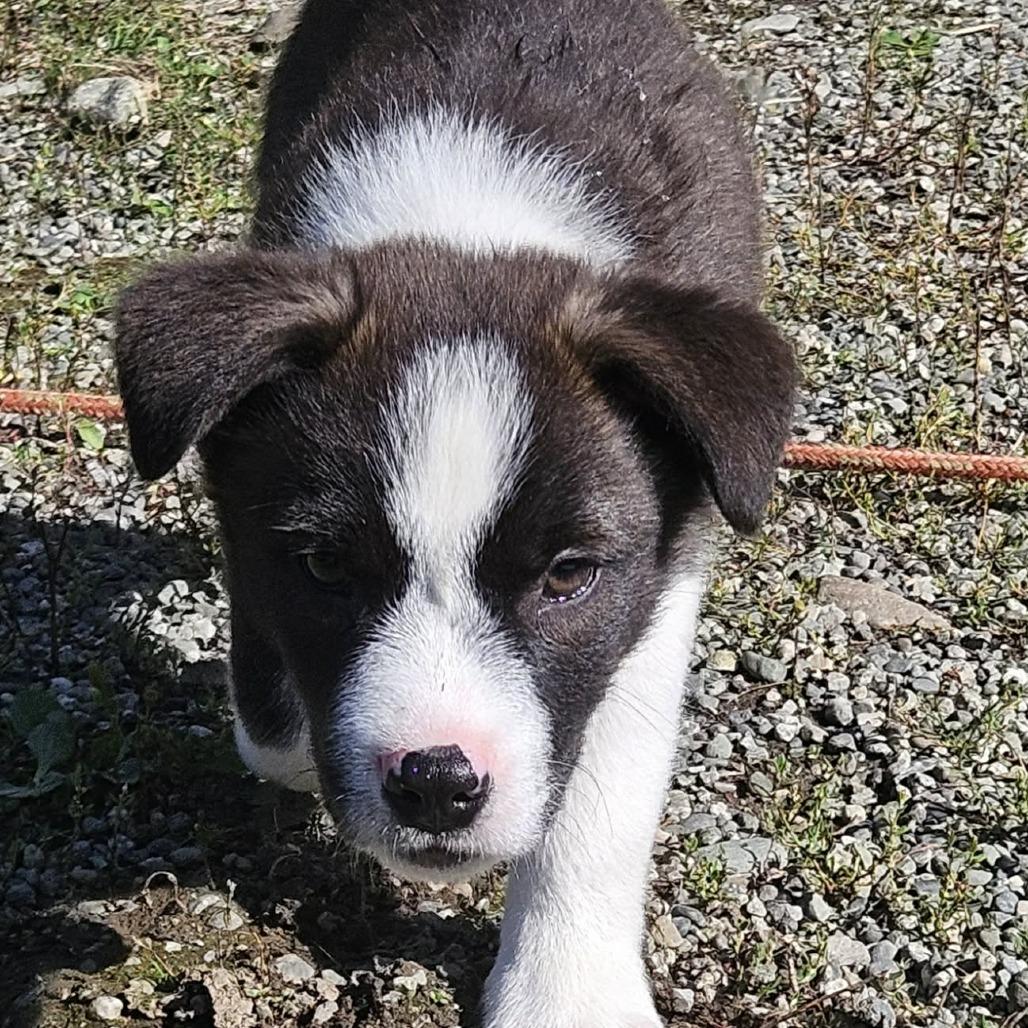 Enlarge Otso, a Adoptable Husky in Wasilla, AK image 3/3