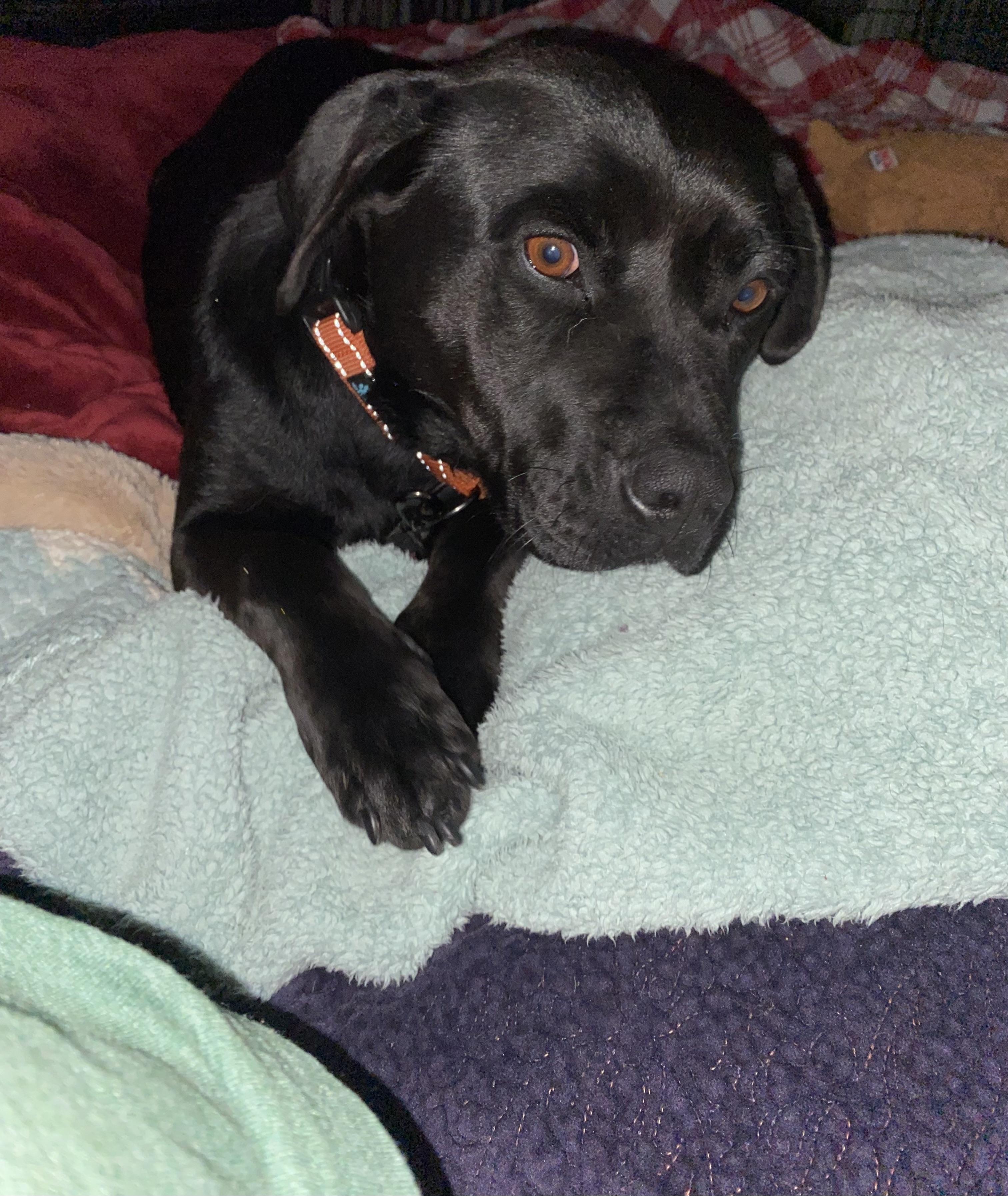 Lily’s Puppies boys photo 4