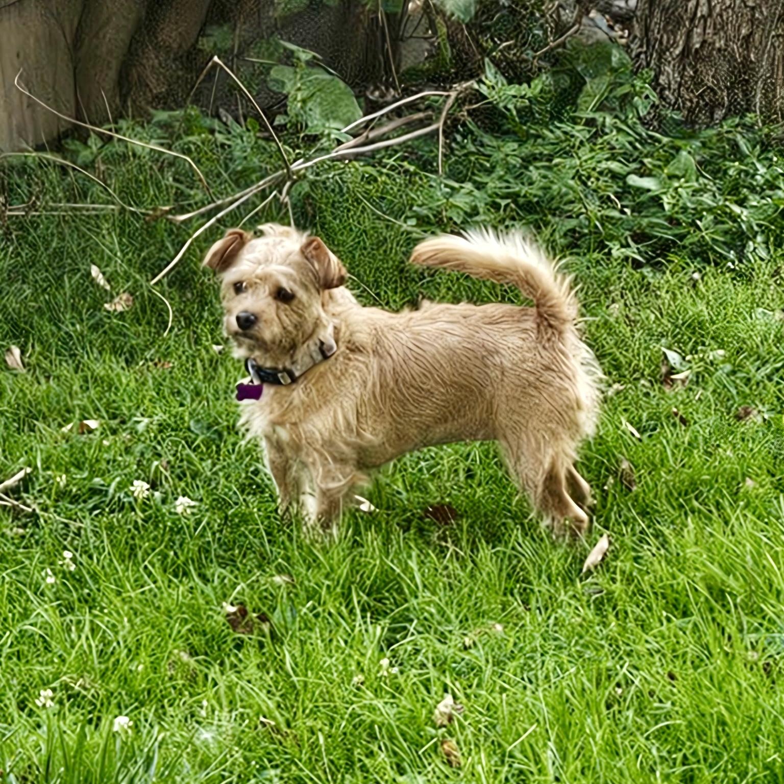 Enlarge Ginger, a ADOPTABLE mixed breed in High View, WV image 2/5