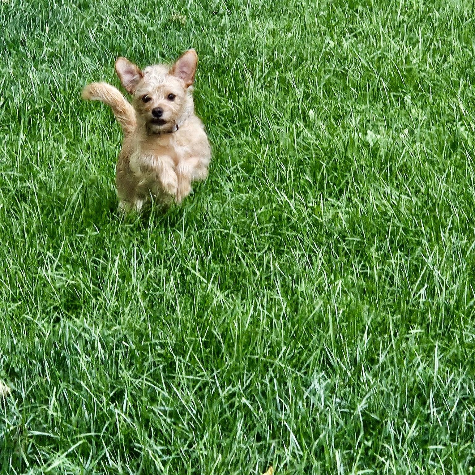 Enlarge Ginger, a ADOPTABLE mixed breed in High View, WV image 4/5