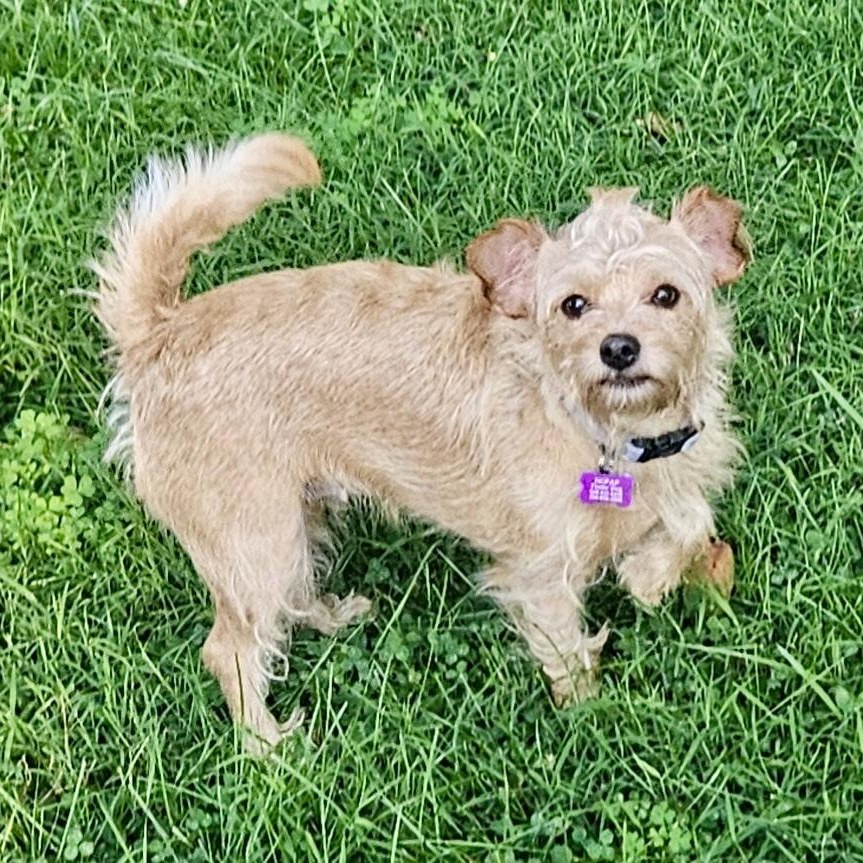 Ginger, ADOPTABLE, Young Female Yorkshire Terrier.