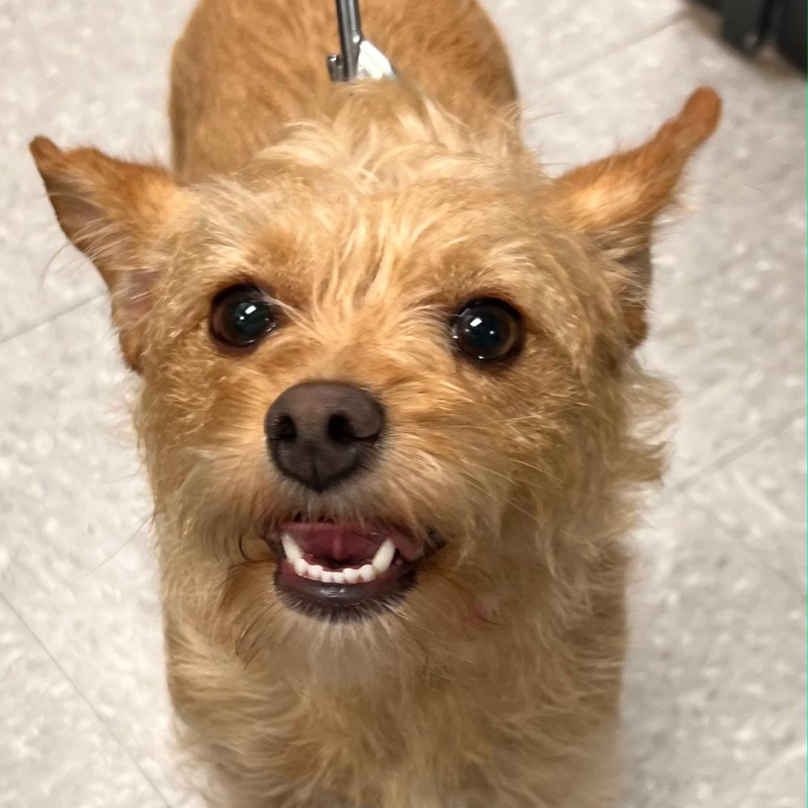 Enlarge Ginger, a ADOPTABLE mixed breed in High View, WV image 3/5