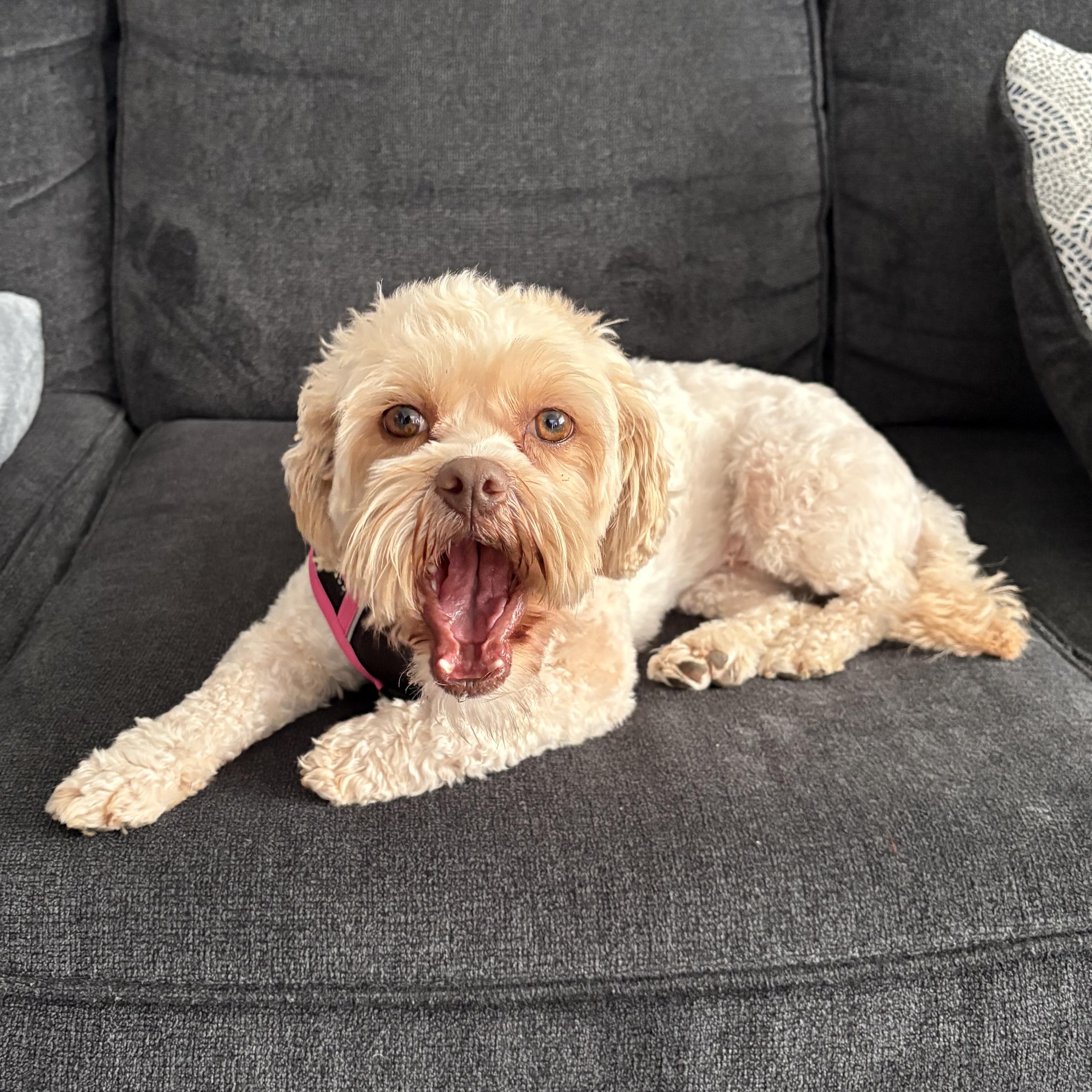 Minnie, adopted, Young Female Shih poo.