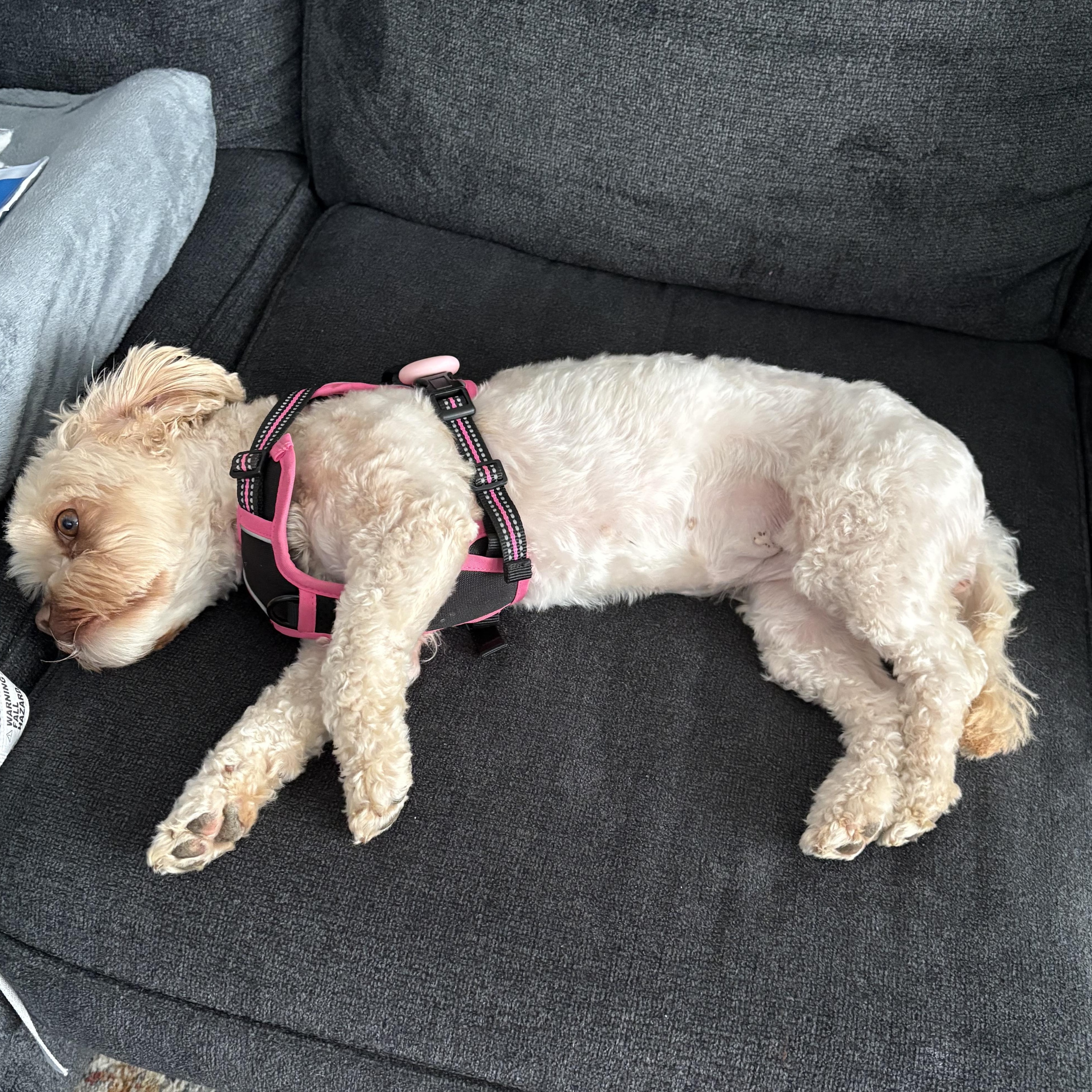 Enlarge Minnie, an adopted Shih poo in Wrightstown, NJ image 2/5