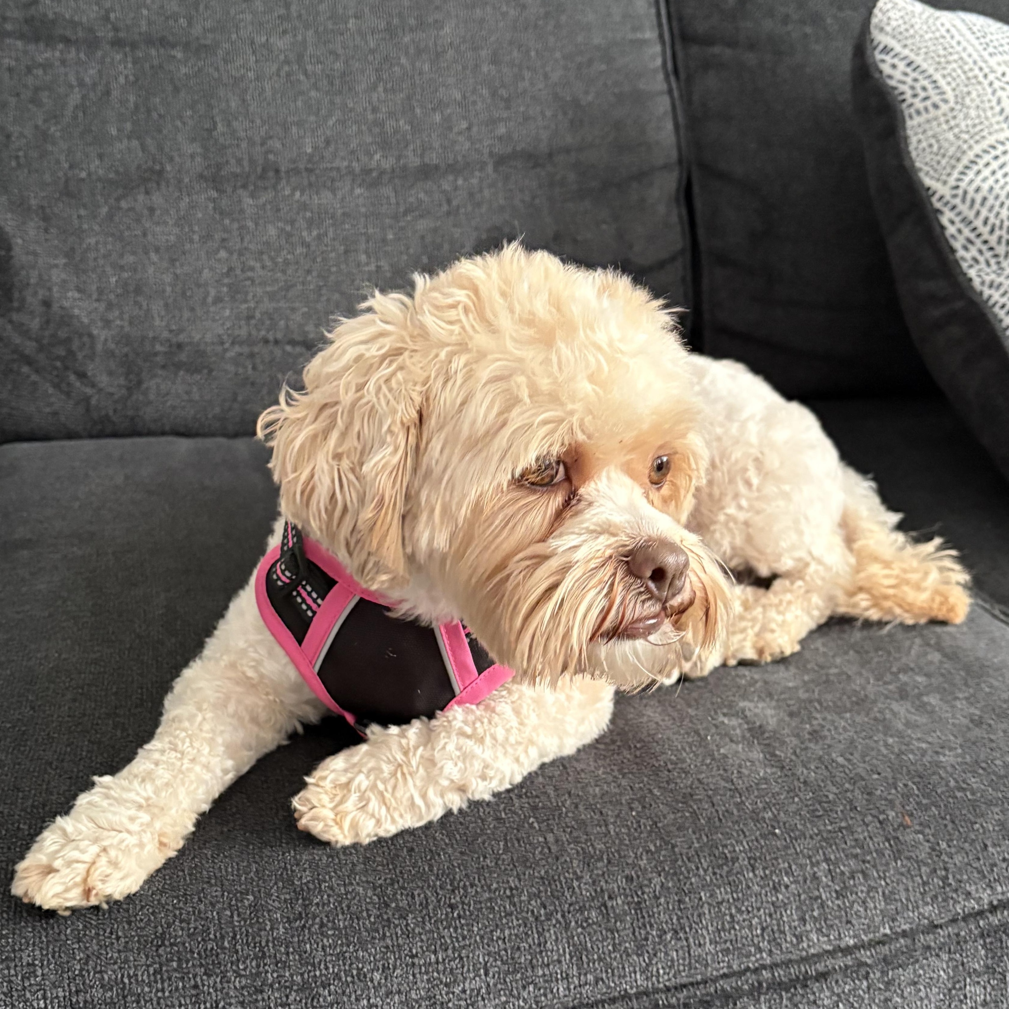 Enlarge Minnie, an adopted Shih poo in Wrightstown, NJ image 3/5