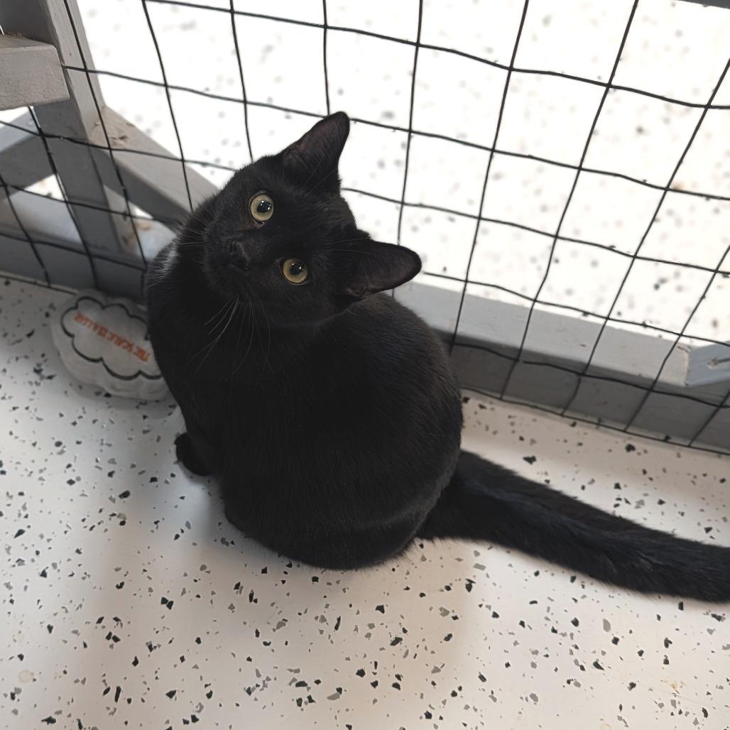 Enlarge Baloo, a Adoptable Domestic Short Hair in Portage, MI image 1/2