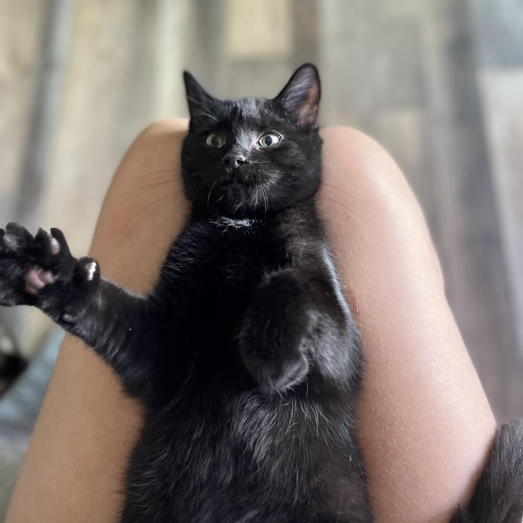 Enlarge Baloo, a Adoptable Domestic Short Hair in Portage, MI image 2/2