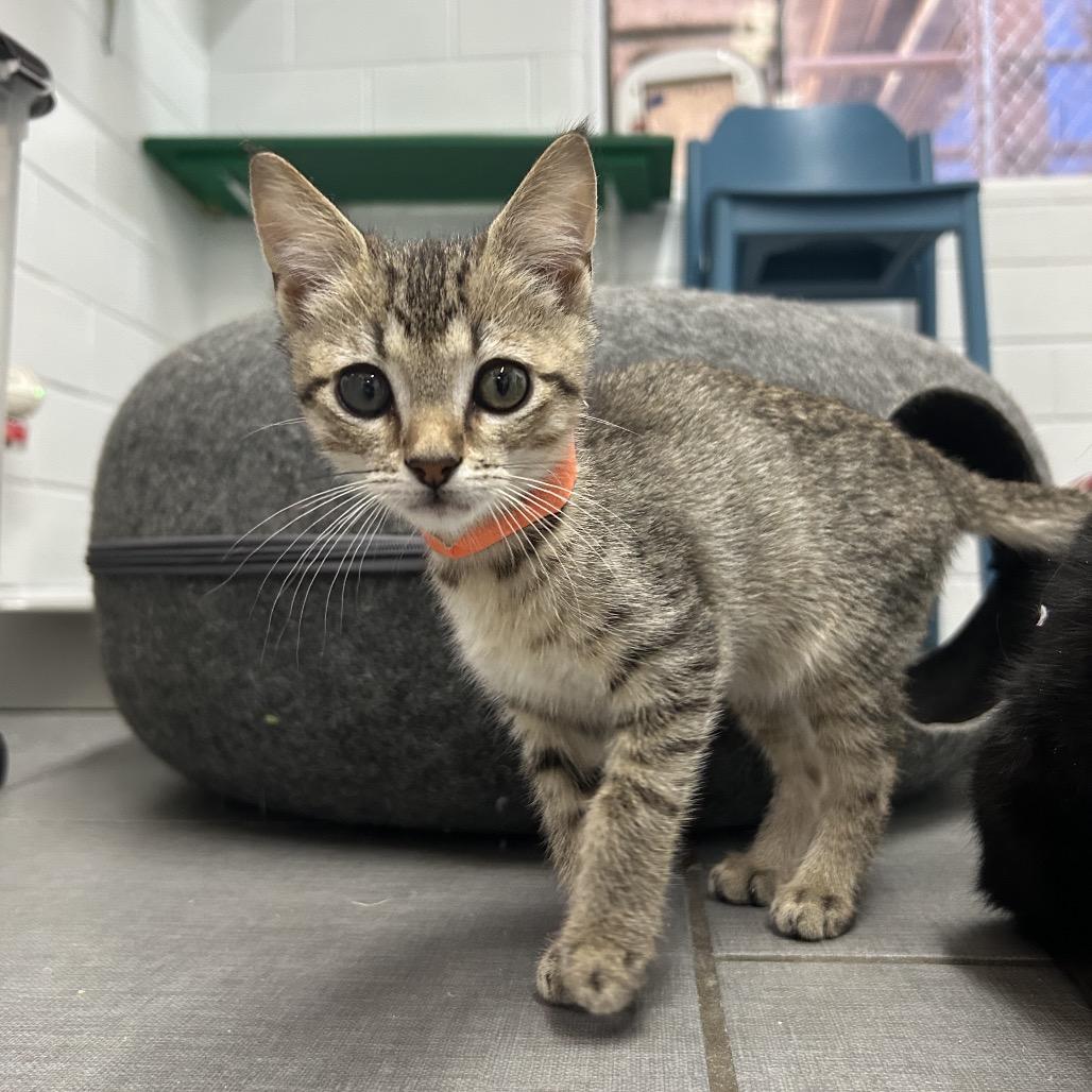 Reese, an adoptable Domestic Short Hair in West Point, MS, 39773 | Photo Image 2