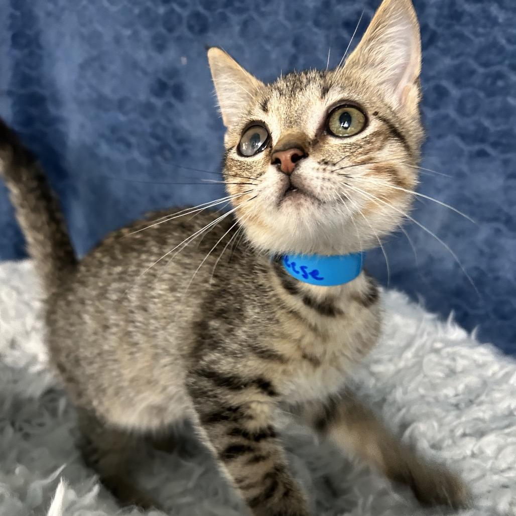 Reese, an adoptable Domestic Short Hair in West Point, MS, 39773 | Photo Image 1
