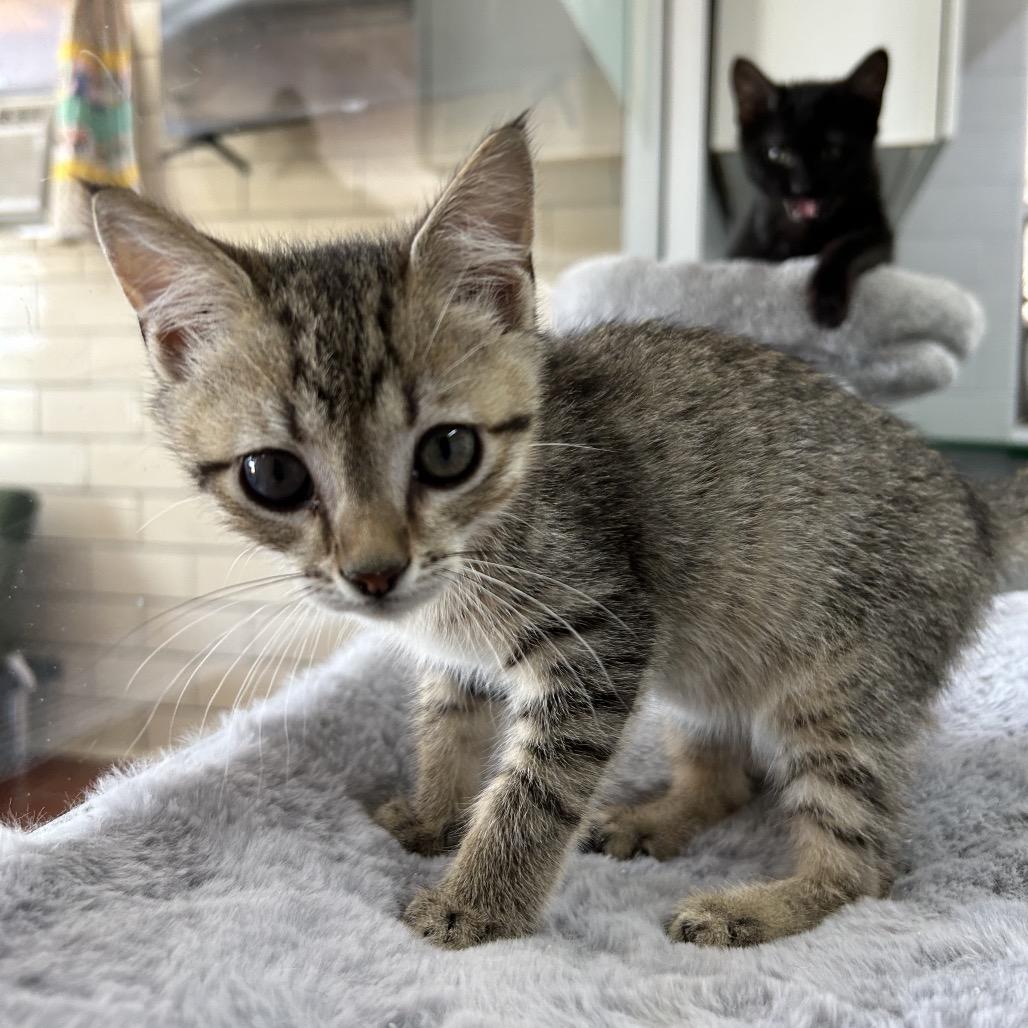 Reese, an adoptable Domestic Short Hair in West Point, MS, 39773 | Photo Image 3