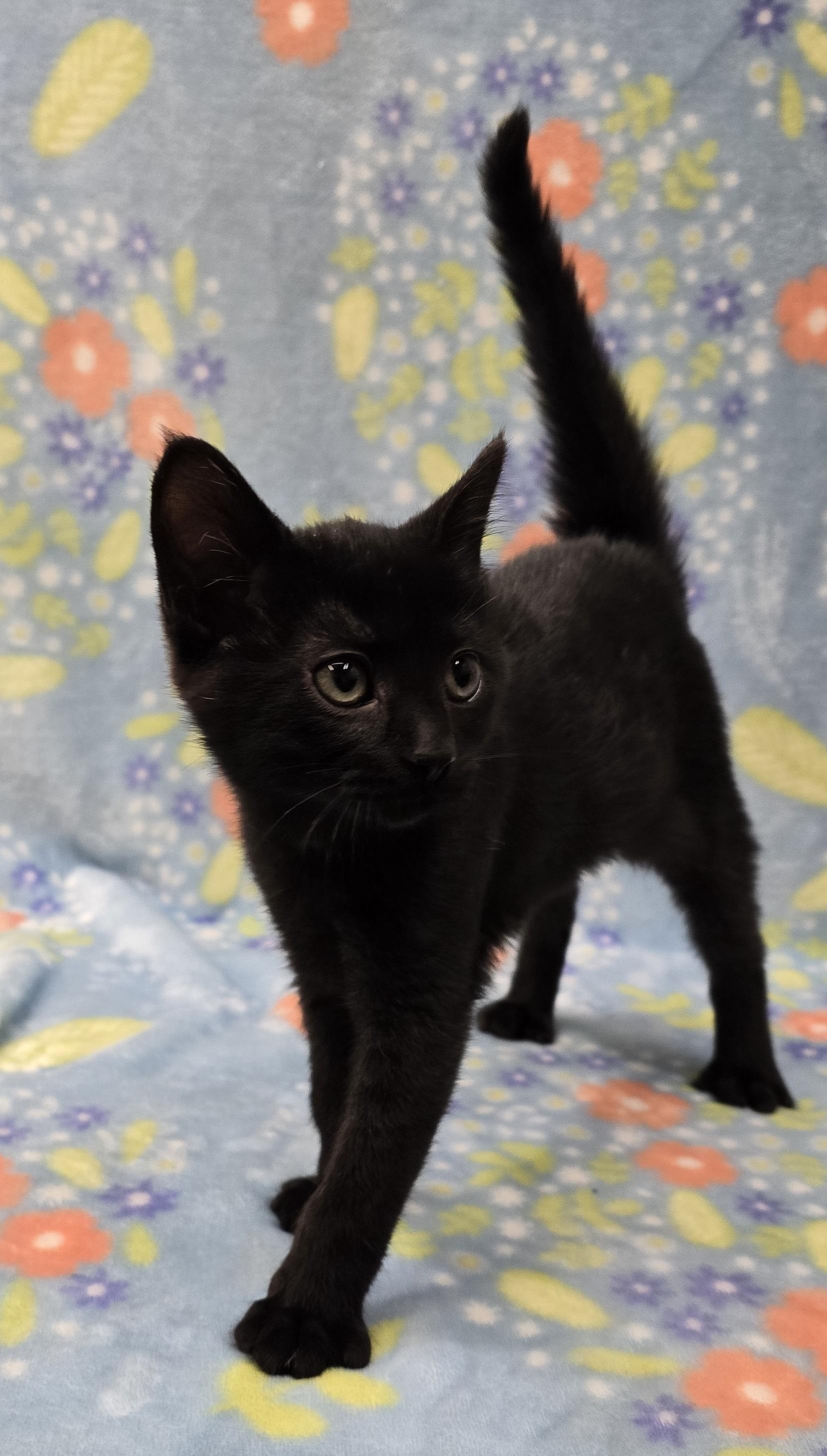 Enlarge Hawley, an adopted mixed breed in Payson, AZ image 2/3