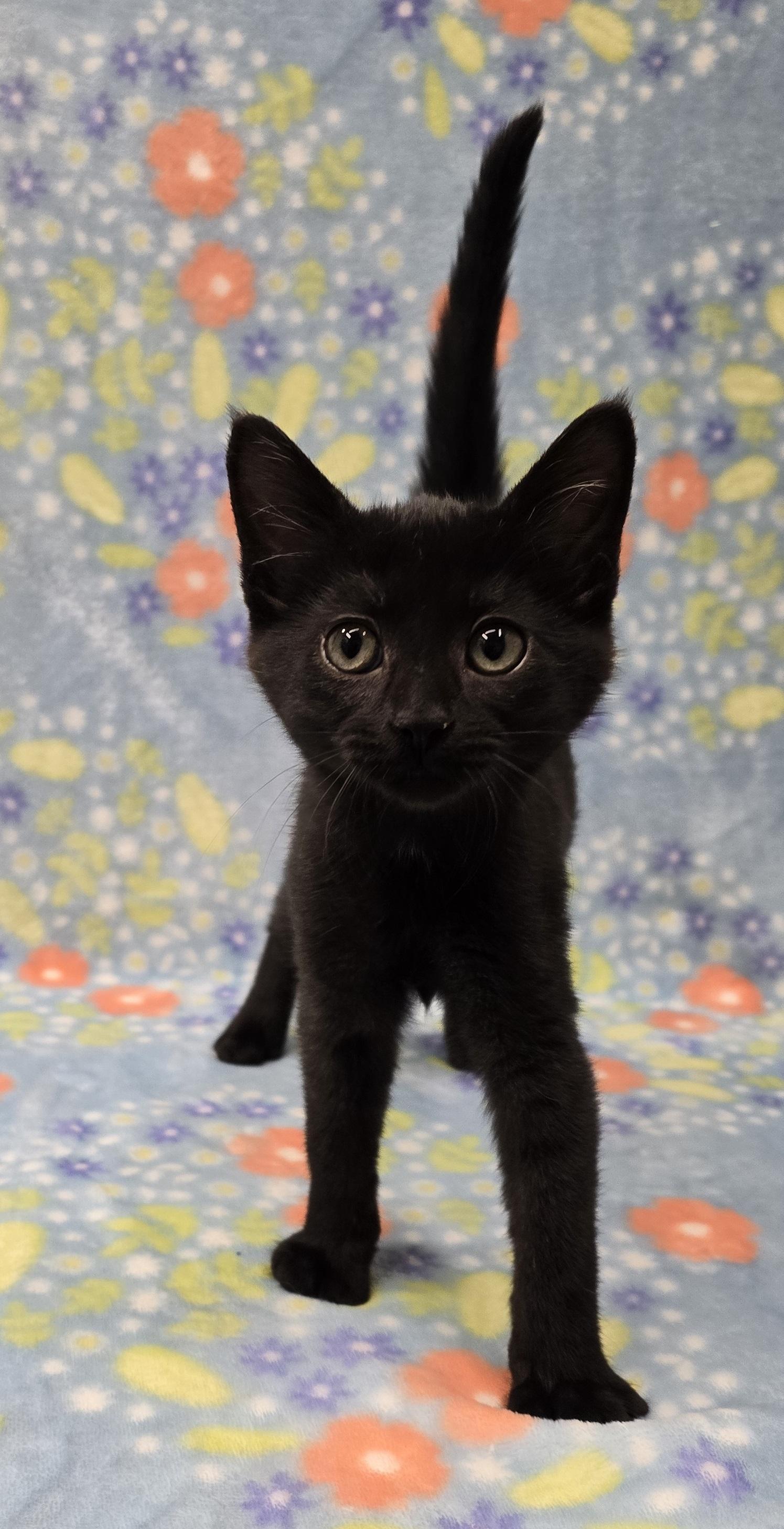 Hawley, adopted, Kitten Female Domestic Short Hair.