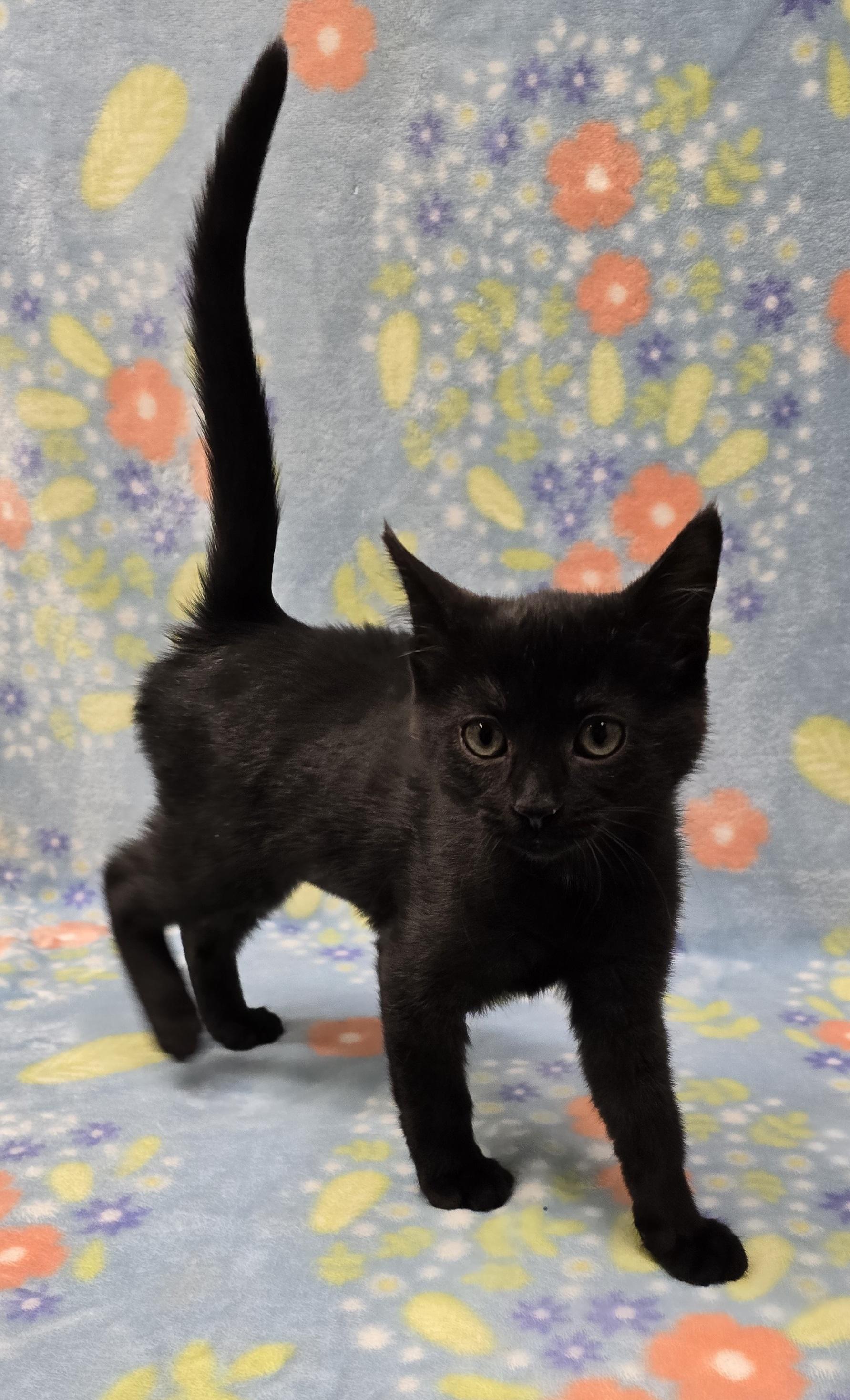 Enlarge Hawley, an adopted mixed breed in Payson, AZ image 3/3