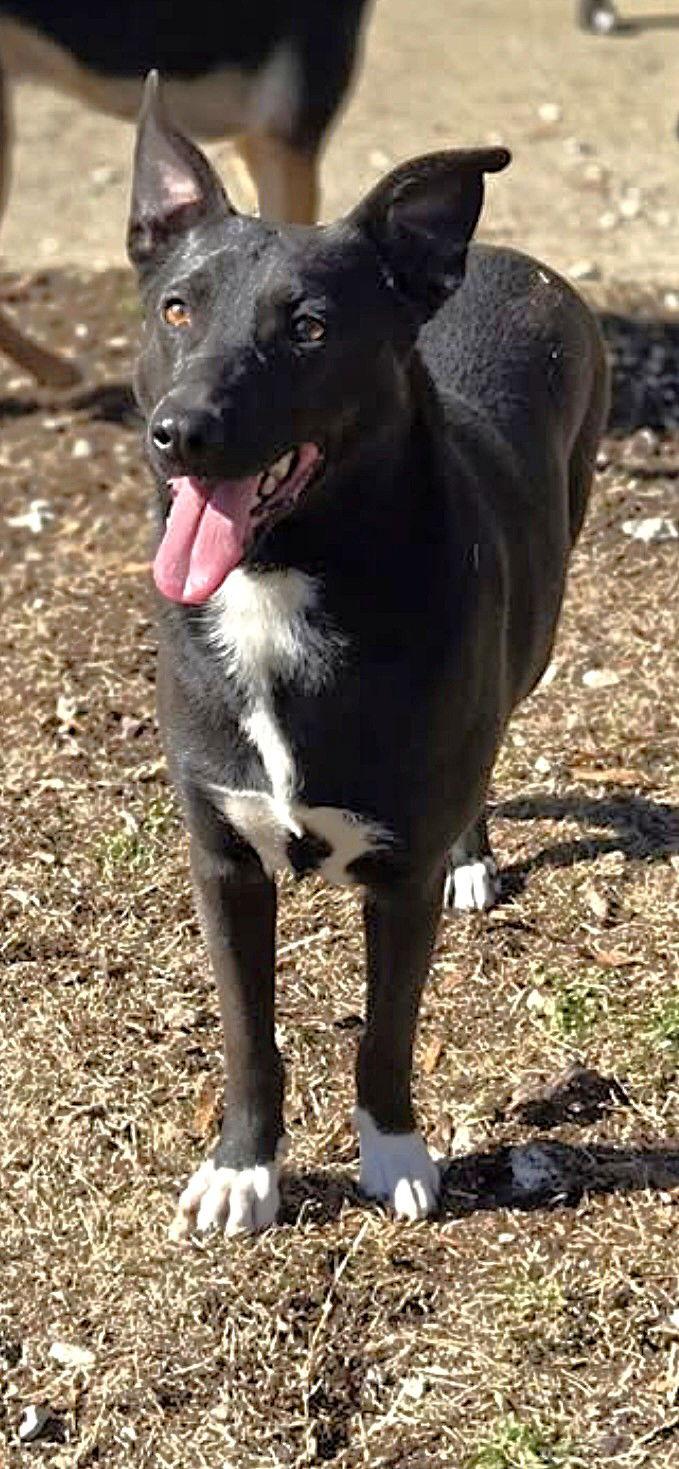 Socks, a Adoptable Mixed Breed in Chatsworth, GA image 1/2