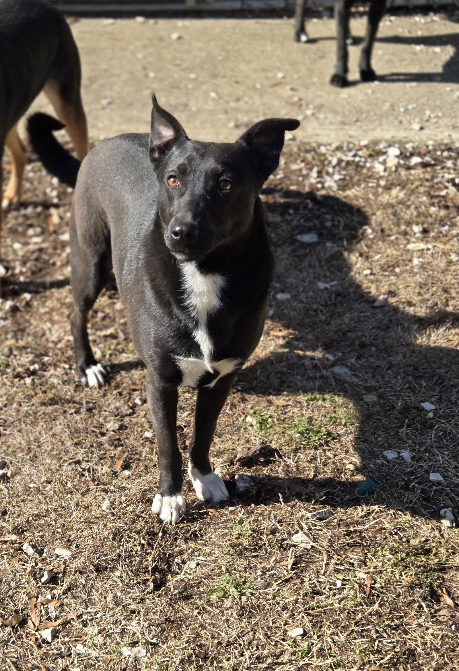 Socks, a Adoptable Mixed Breed in Chatsworth, GA image 2/2