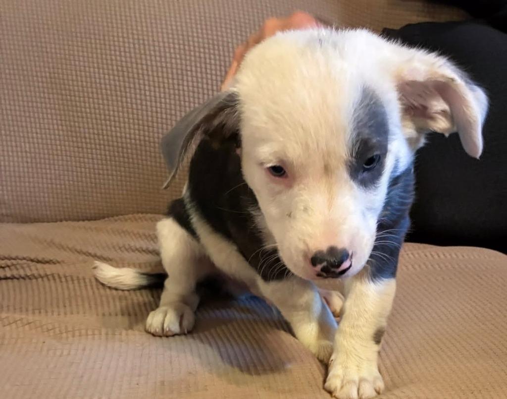 Enlarge Patches, a Adoptable mixed breed in Mesa, AZ image 1/2