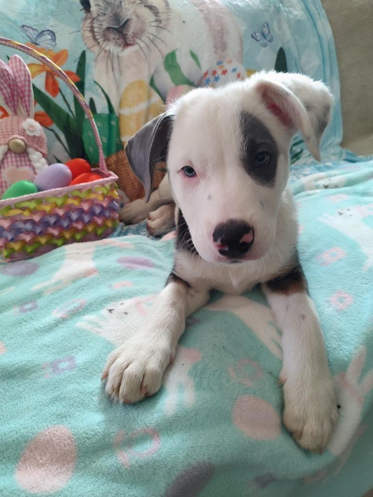 Enlarge Patches, a Adoptable mixed breed in Mesa, AZ image 2/2