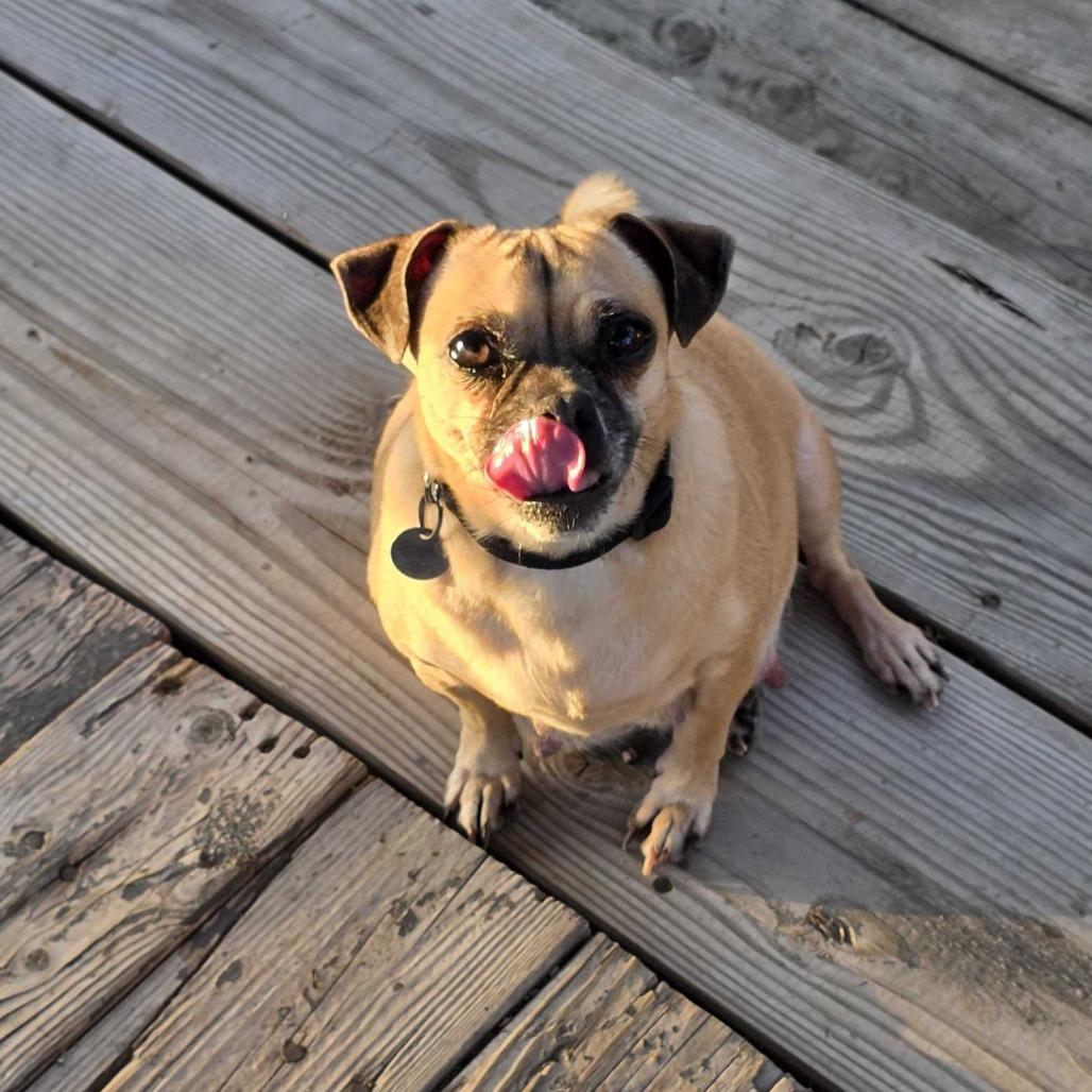 Enlarge Bonita, a Adoptable mixed breed in Riverside, CA image 1/6