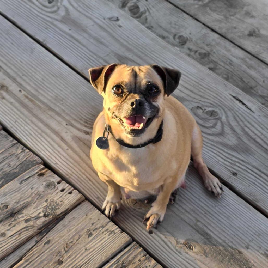 Enlarge Bonita, a Adoptable mixed breed in Riverside, CA image 2/6