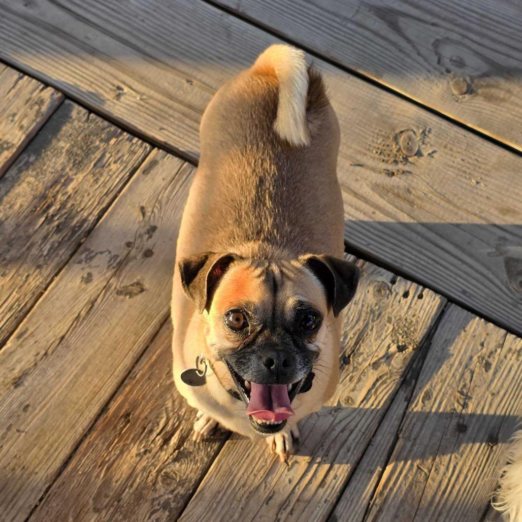 Enlarge Bonita, a Adoptable mixed breed in Riverside, CA image 3/6