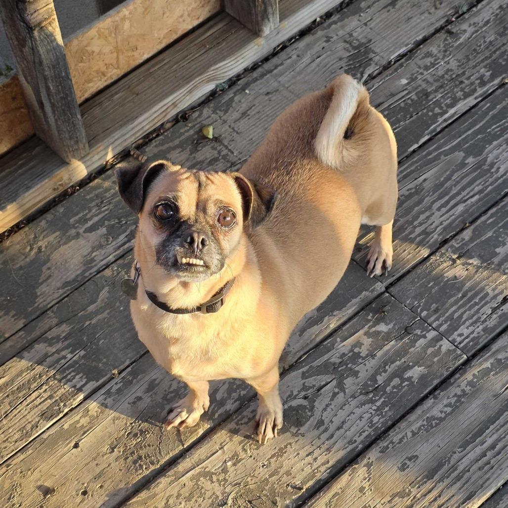 Enlarge Bonita, a Adoptable mixed breed in Riverside, CA image 5/6