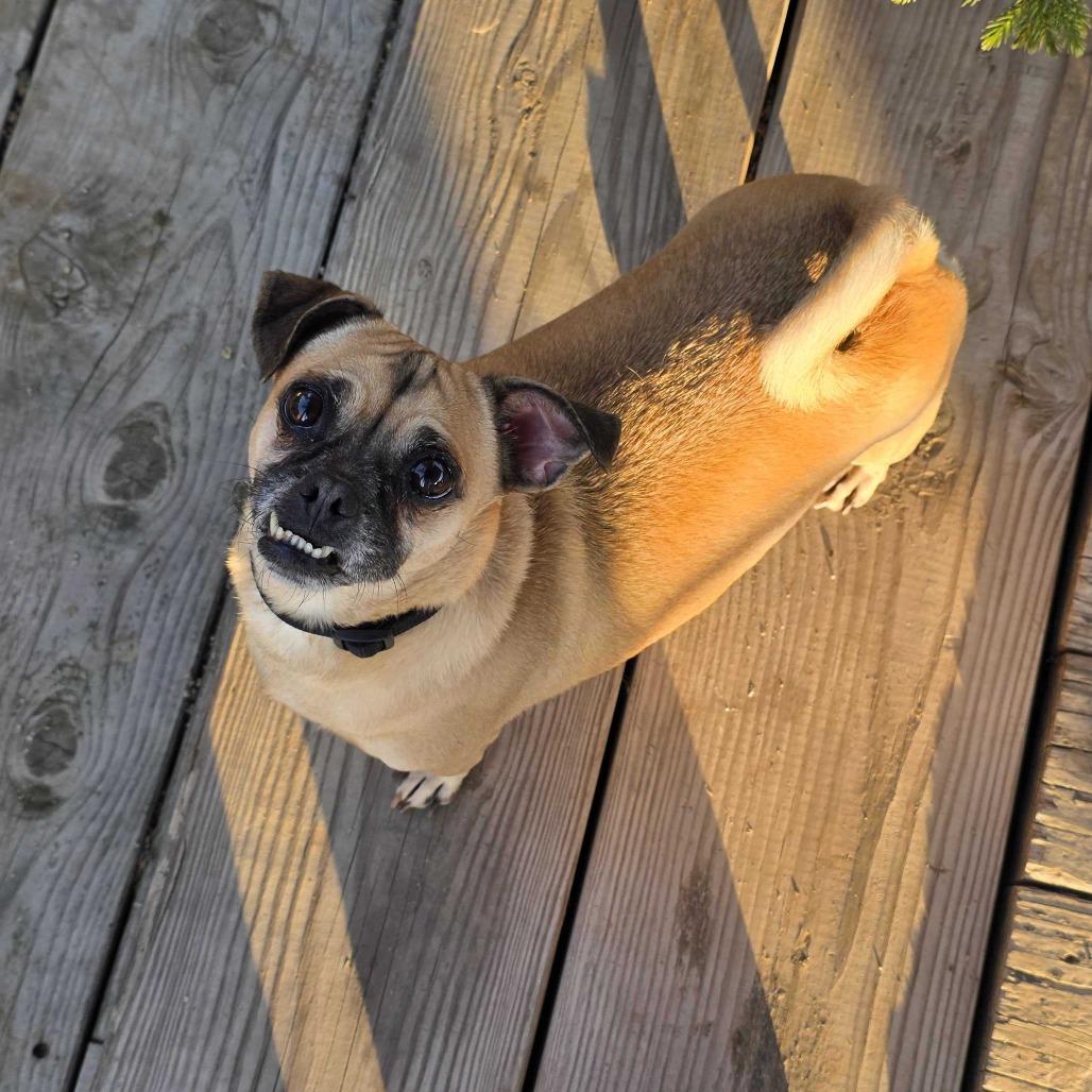 Enlarge Bonita, a Adoptable mixed breed in Riverside, CA image 6/6