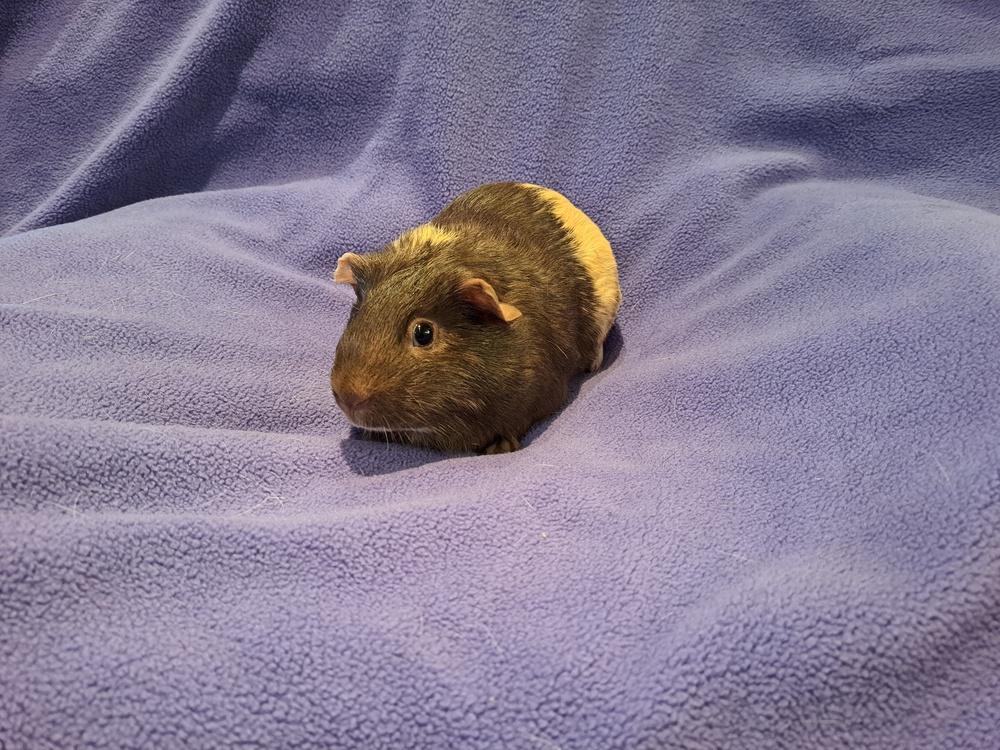 Bonnie and Bessie, Adoptable, Adult Female Guinea Pig & Guinea Pig.