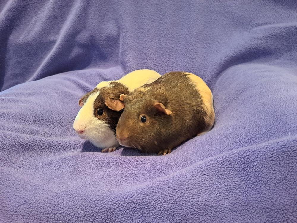 Bonnie and Bessie, a Adoptable mixed breed in South Bend, IN image 3/5