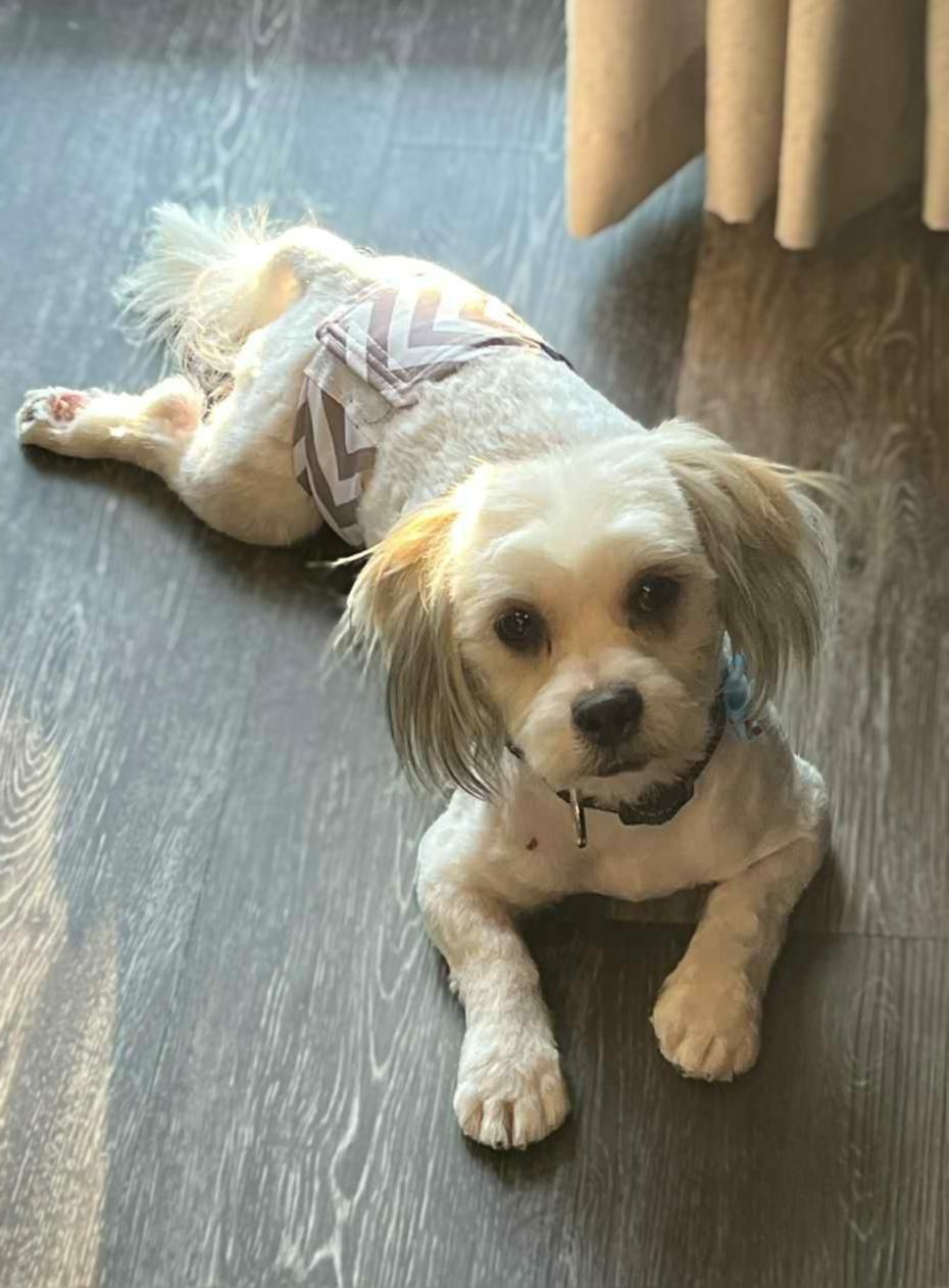 Bruno