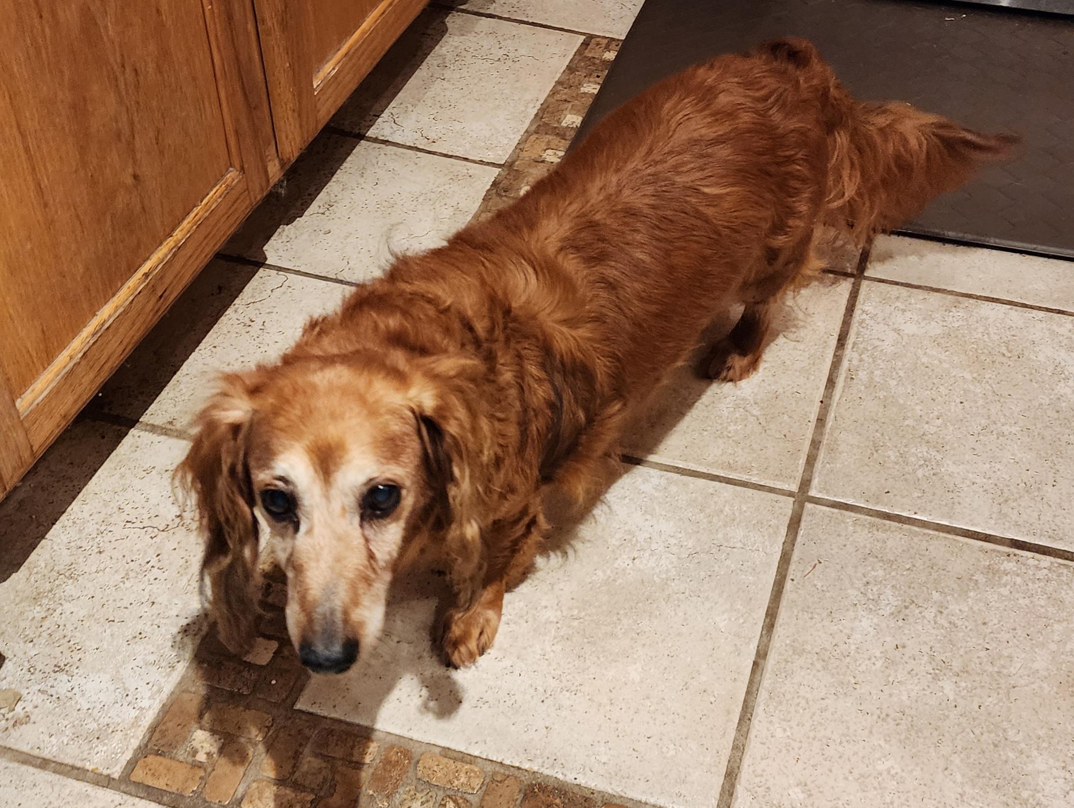Enlarge Jax, a Adoptable Dachshund in Des Moines, IA image 3/4