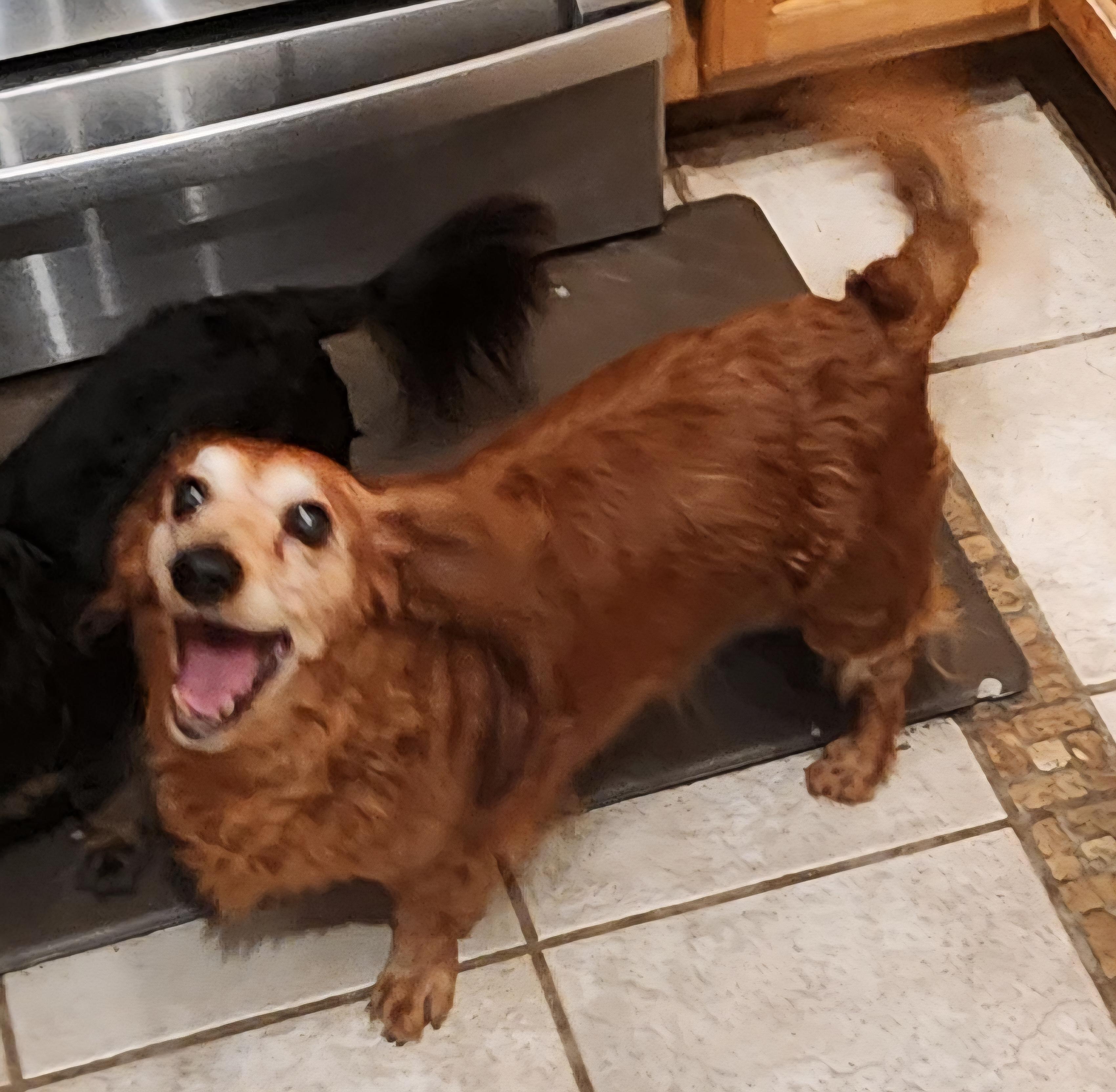 Enlarge Jax, a Adoptable Dachshund in Des Moines, IA image 4/4