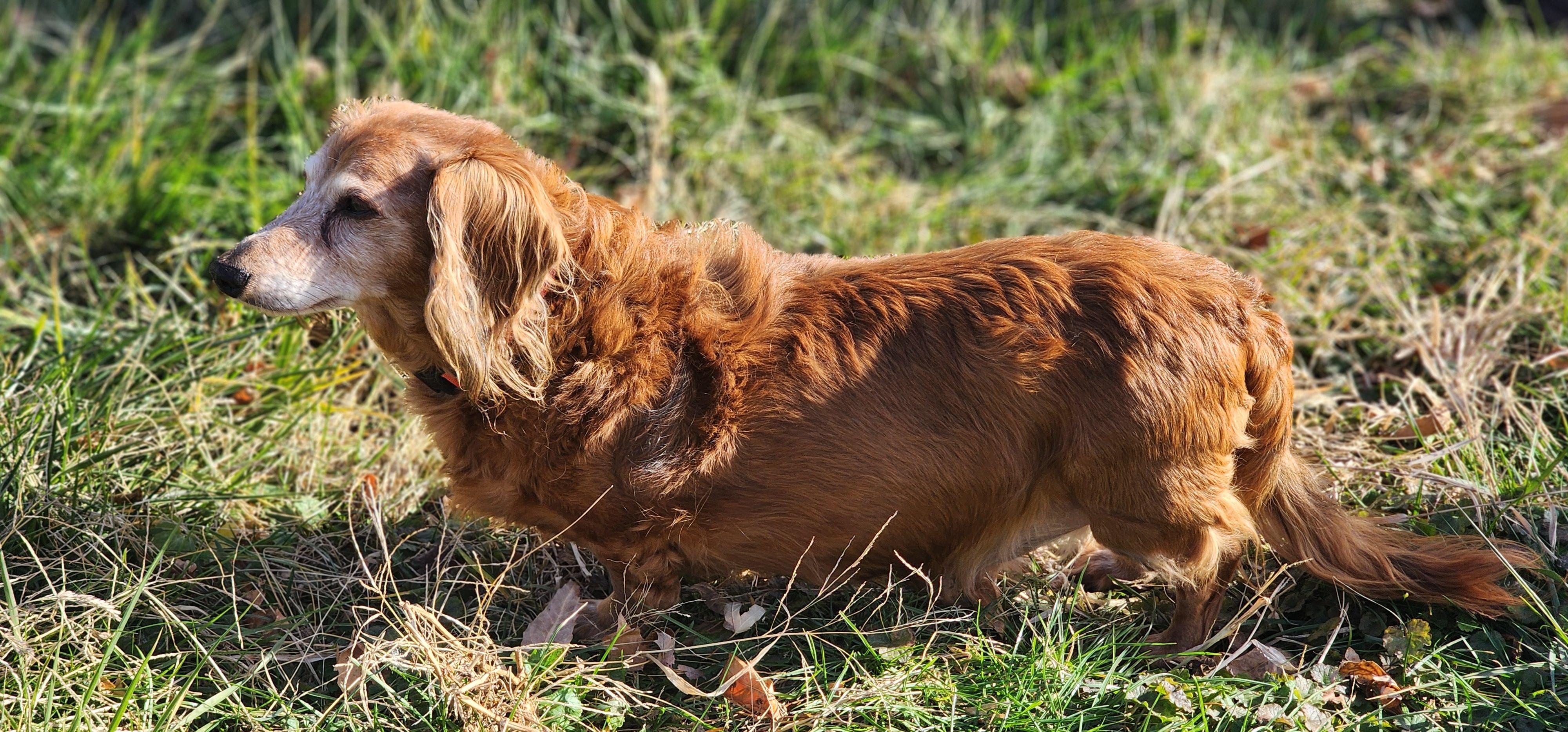 Enlarge Jax, a Adoptable Dachshund in Des Moines, IA image 1/4