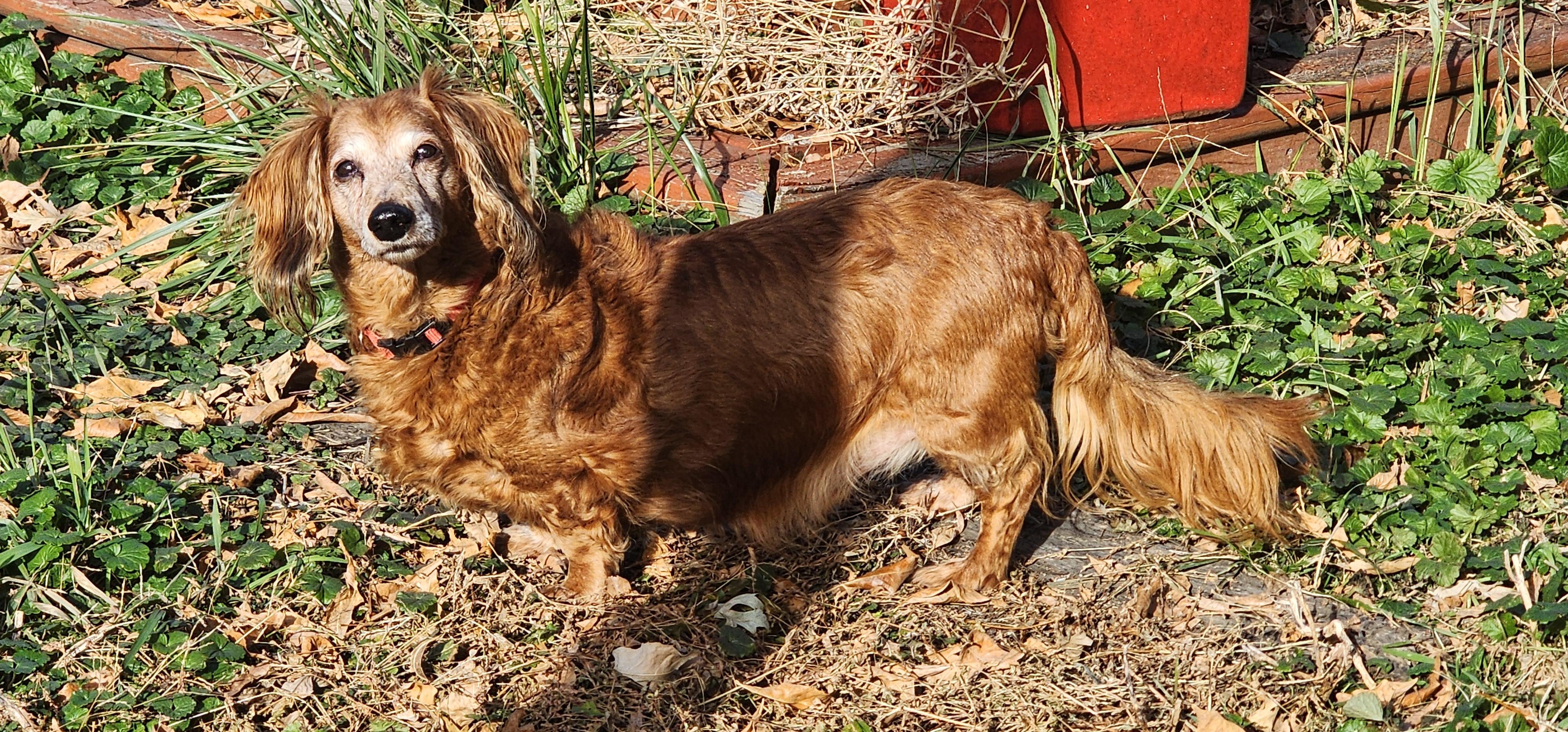 Jax, Adoptable, Senior Male Dachshund.