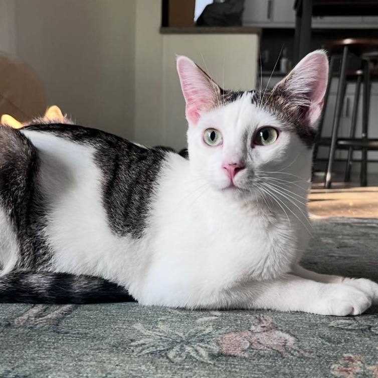 Eddie, Adoptable, Young Male Domestic Short Hair.