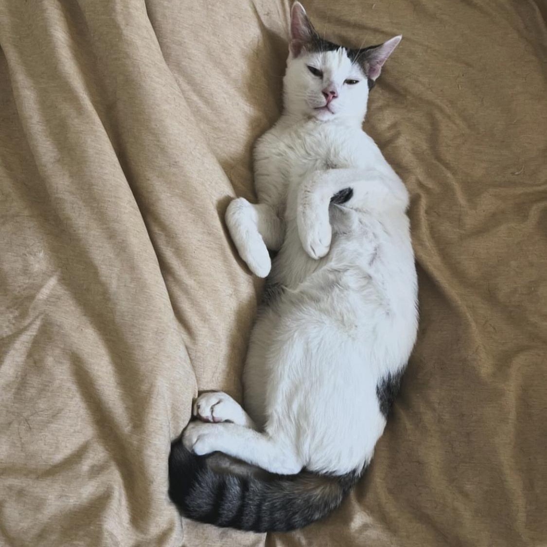 Eddie, a Adoptable Domestic Short Hair in Santa Ana, CA image 2/5