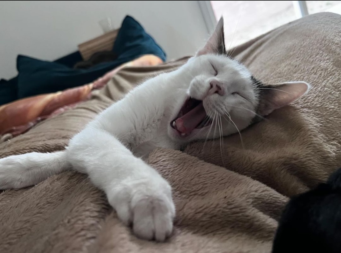 Eddie, a Adoptable Domestic Short Hair in Santa Ana, CA image 4/5