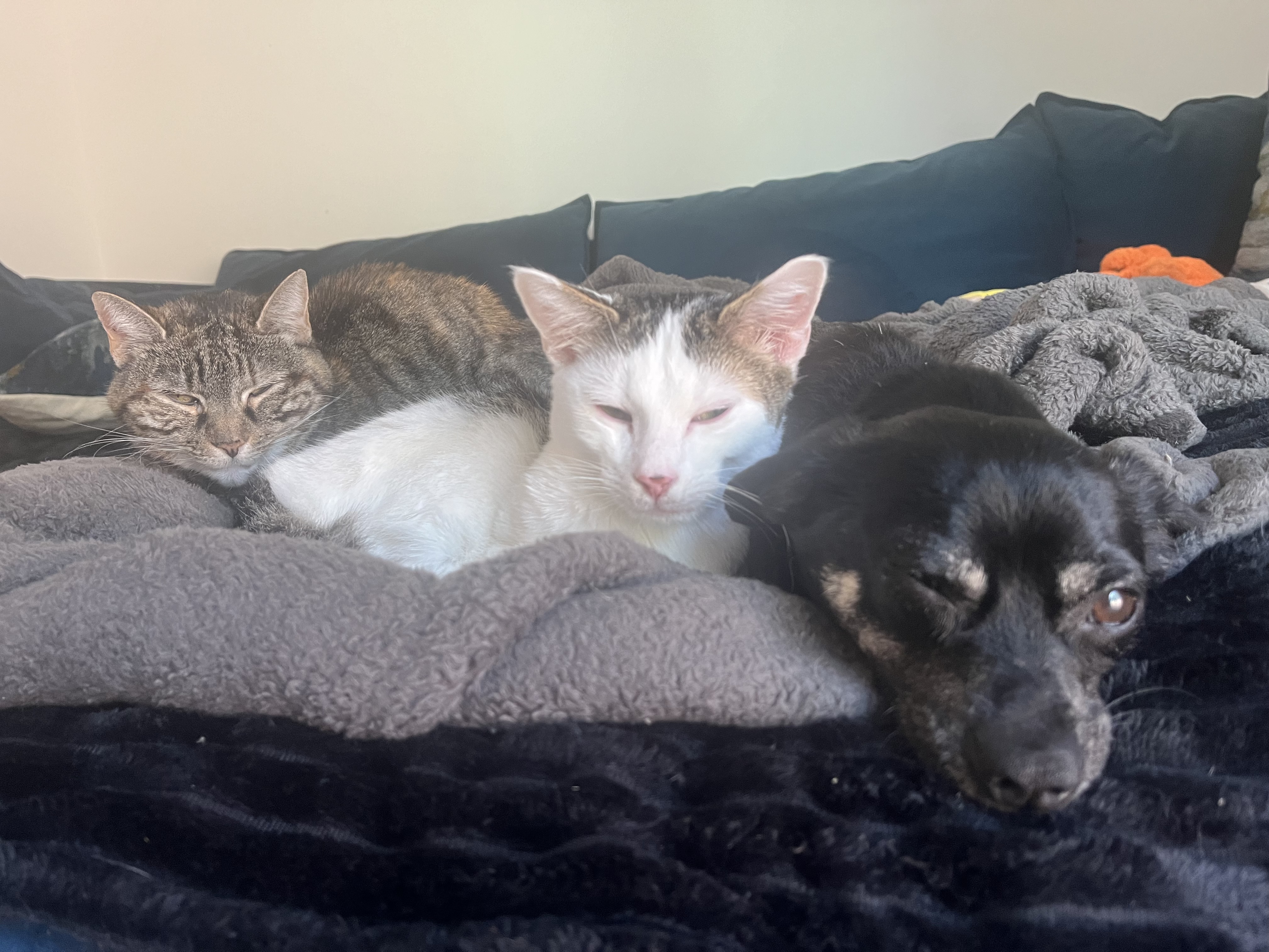 Eddie, a Adoptable Domestic Short Hair in Santa Ana, CA image 3/5