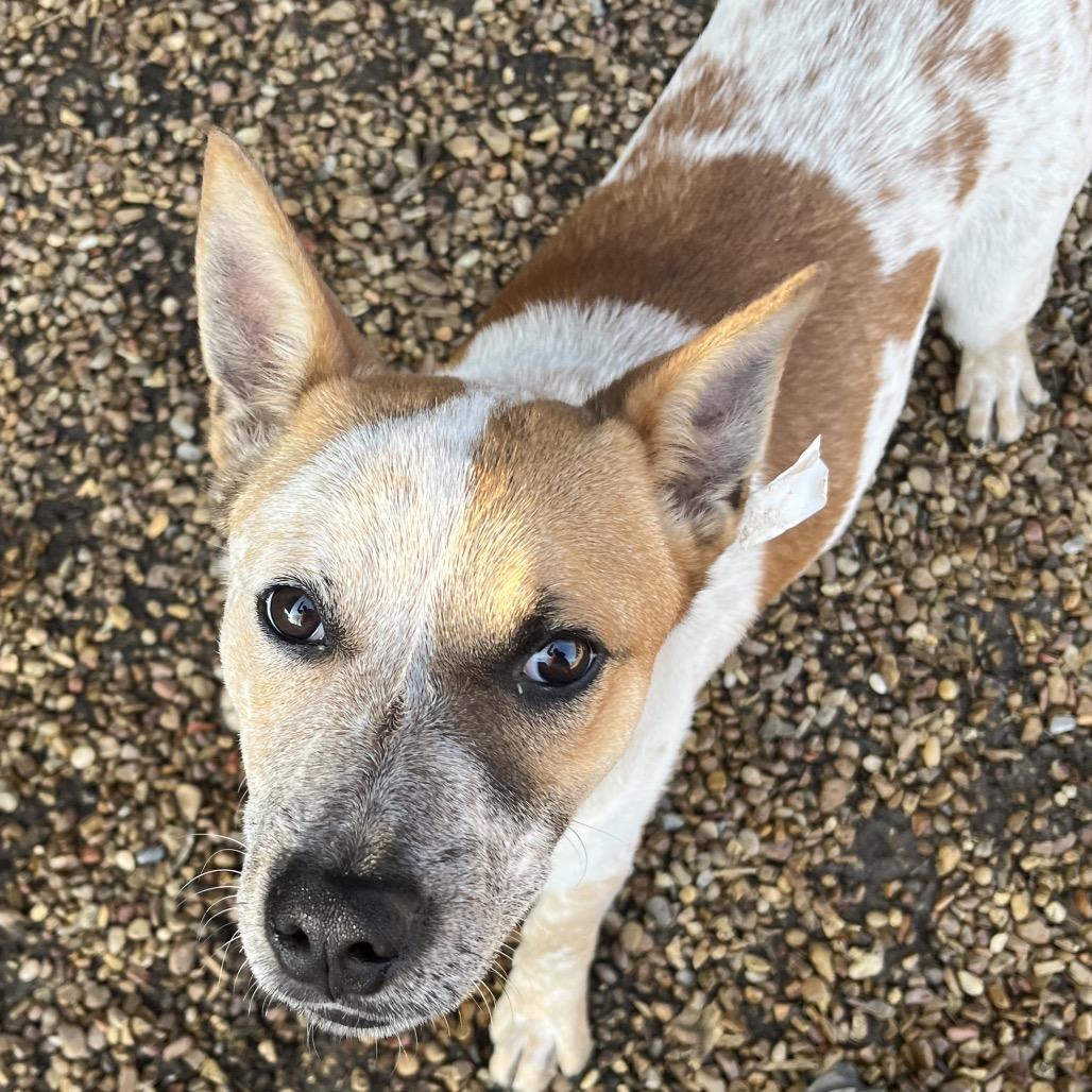 Brumby — thumbnail 2